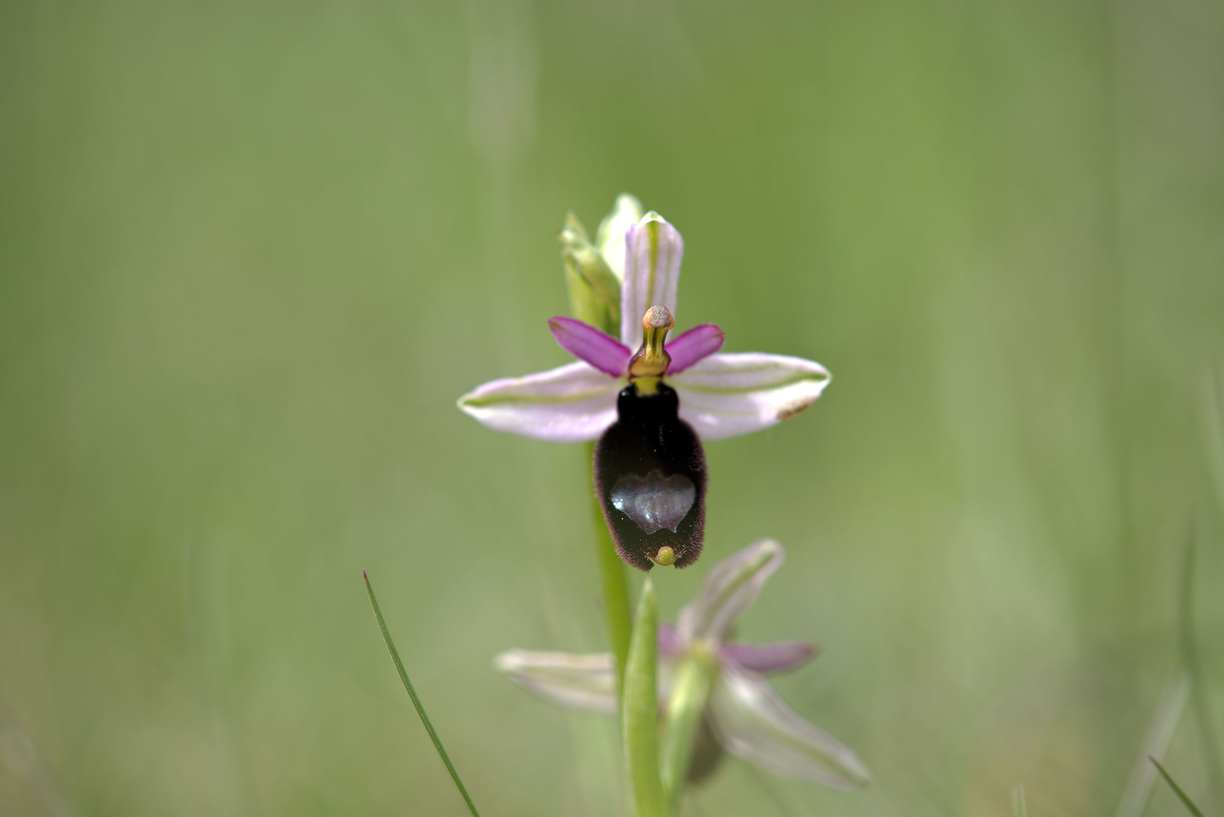 Ophrys bertolonii