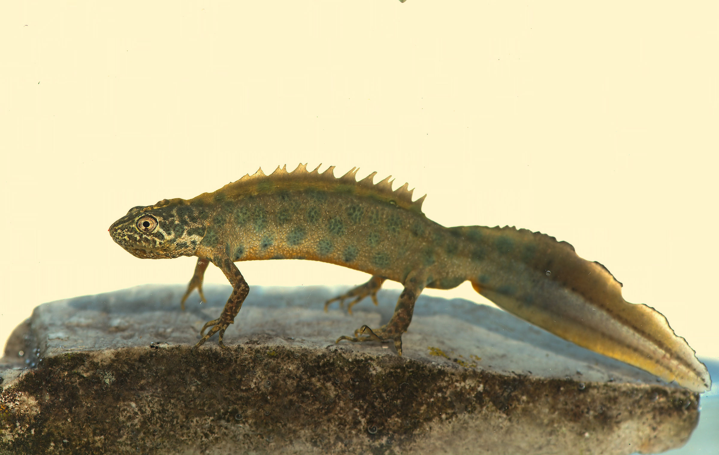 Tritone crestato maschio