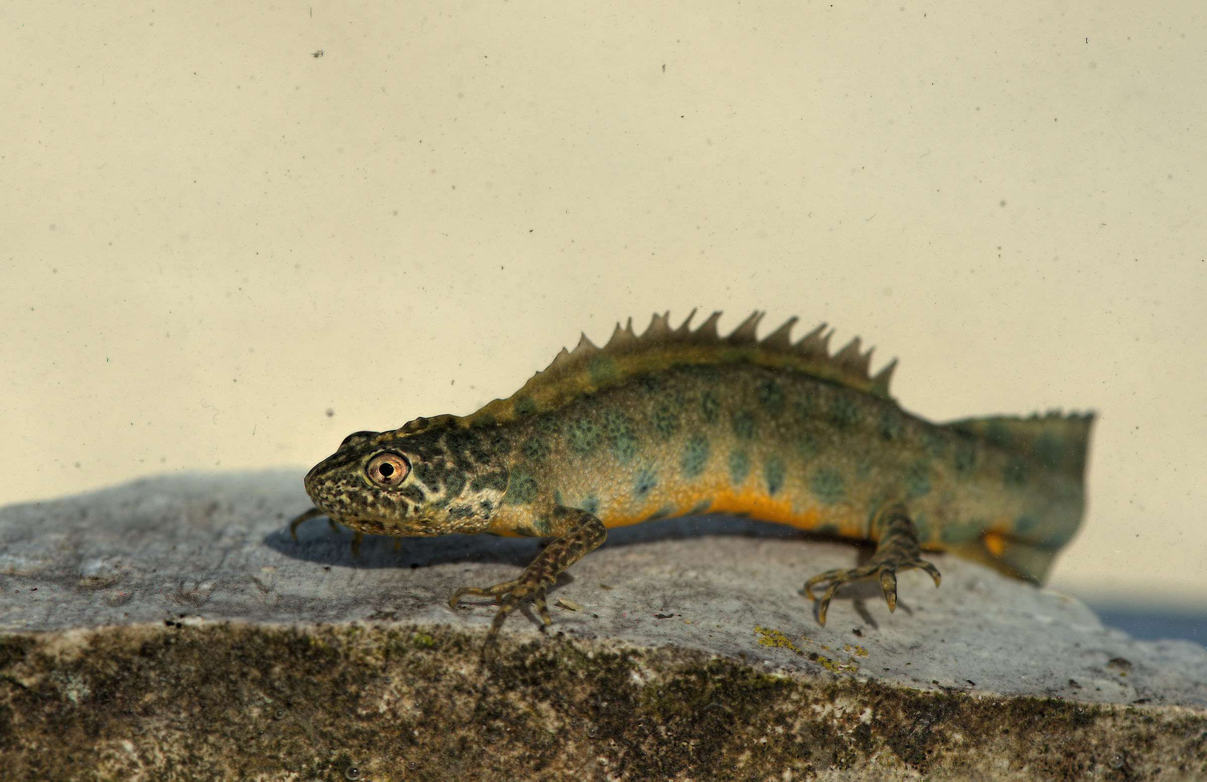 Tritone crestato maschio