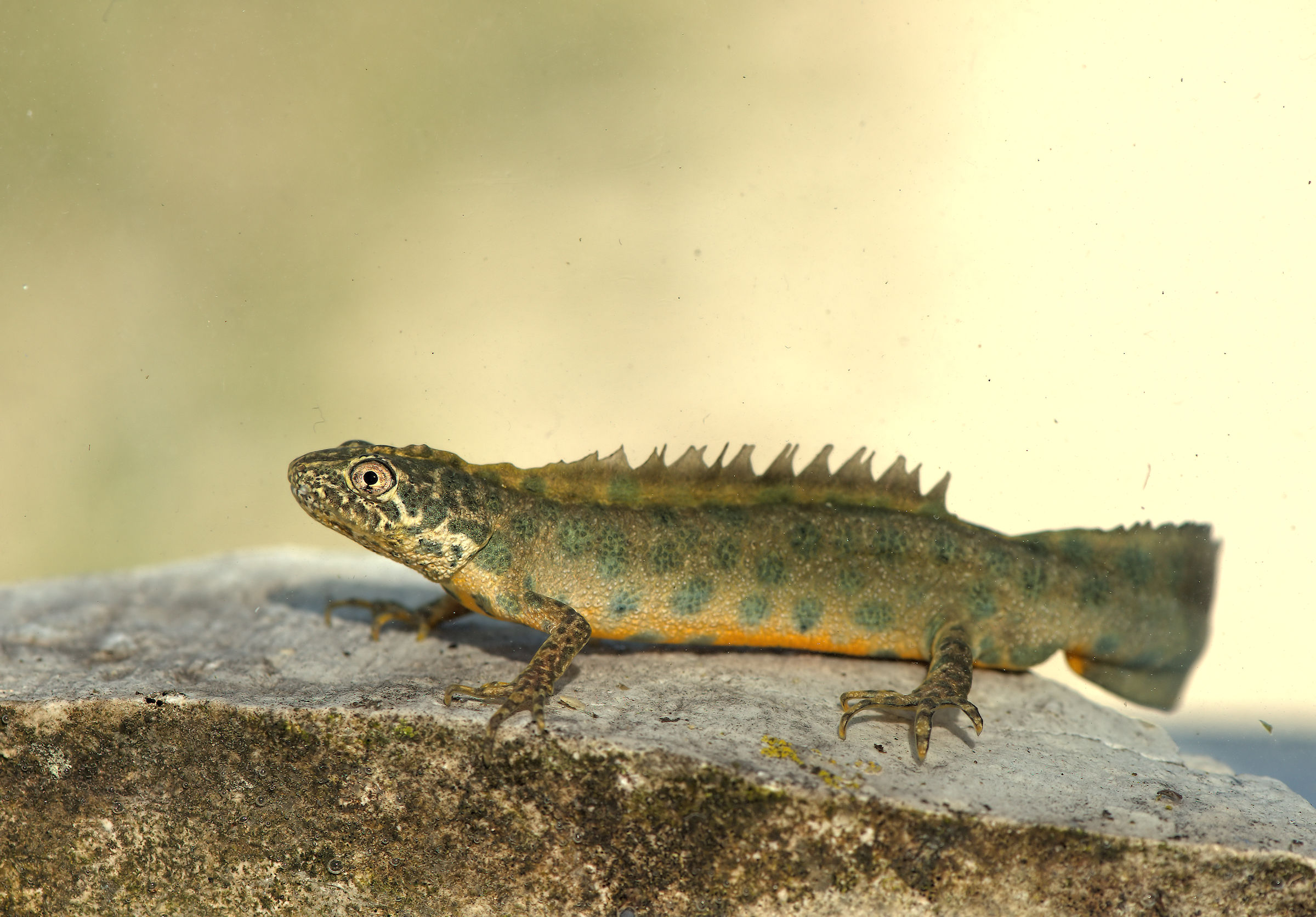 Tritone crestato maschio