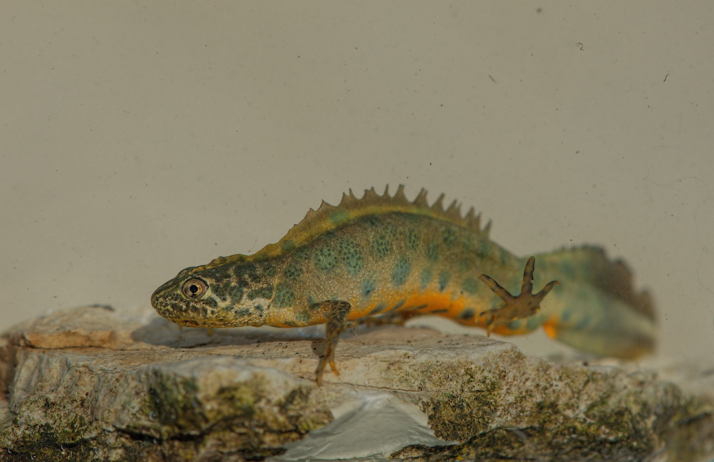 Tritone crestato maschio