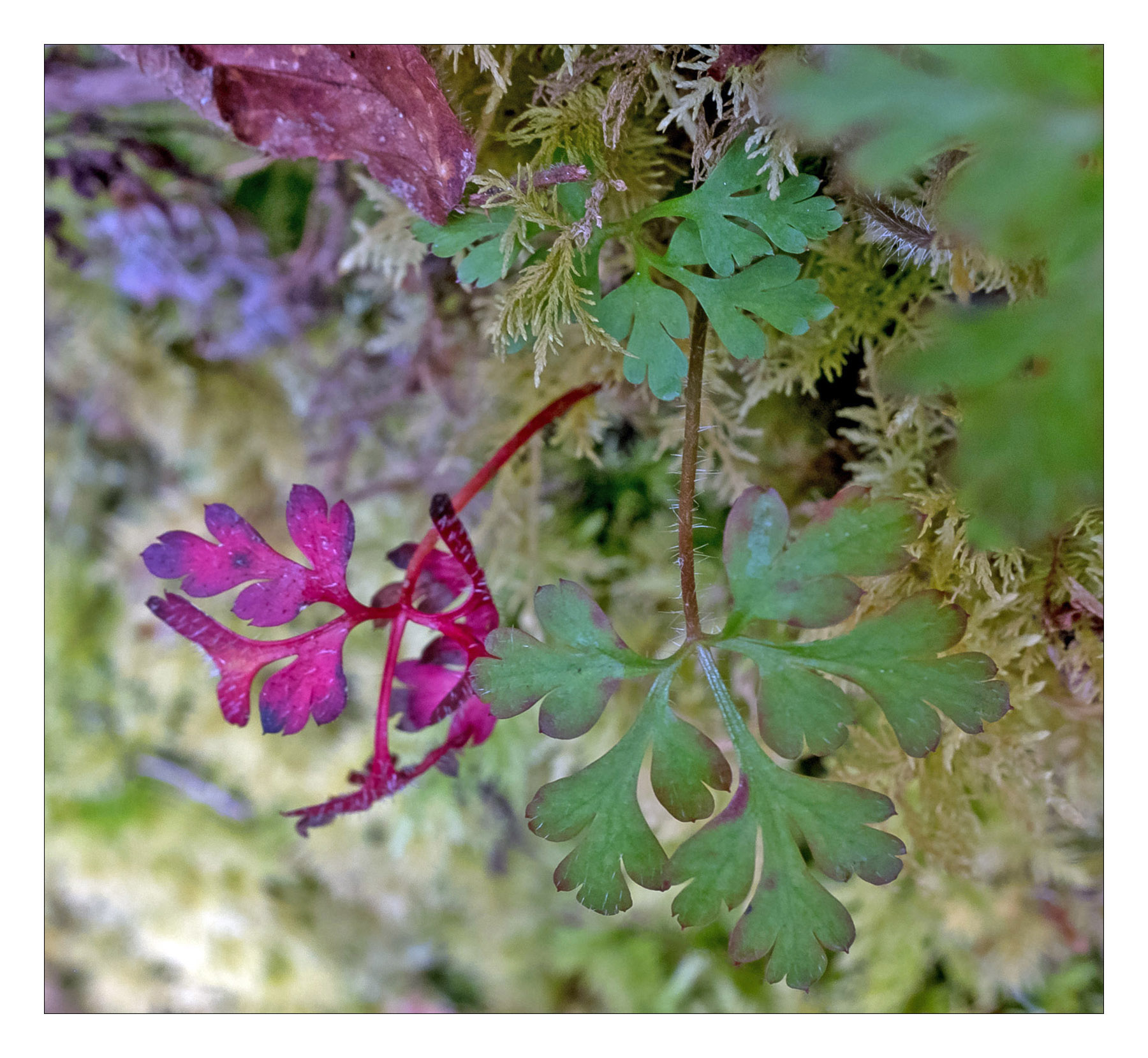 Geranium nel bosco