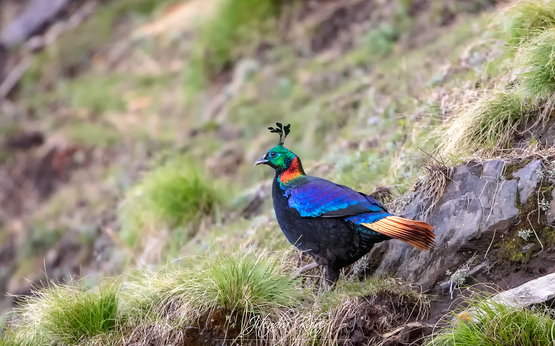 Himalayan Monal