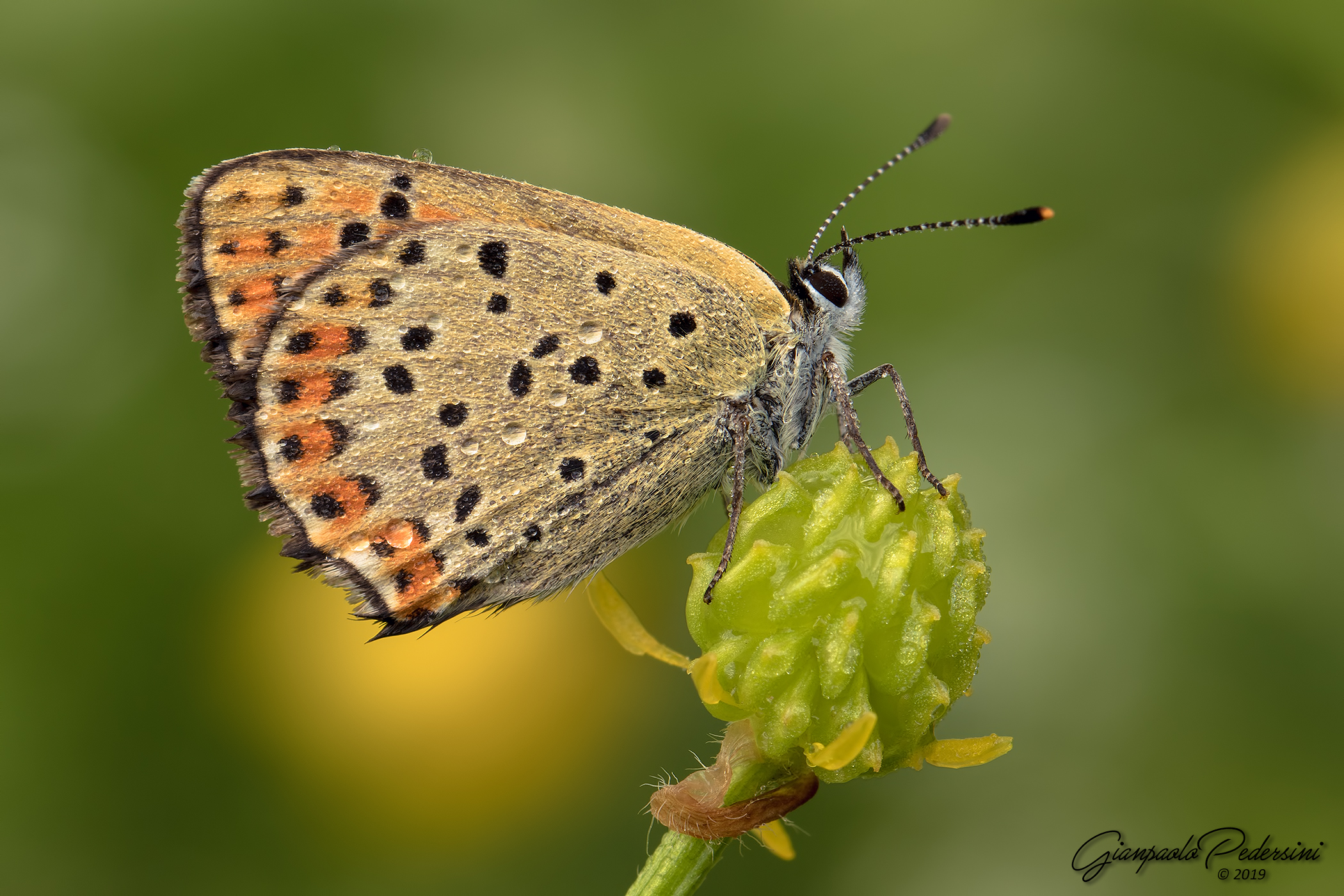 Lycaena tityrus