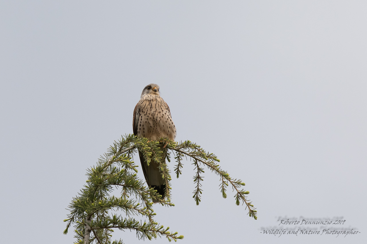 Kestrel