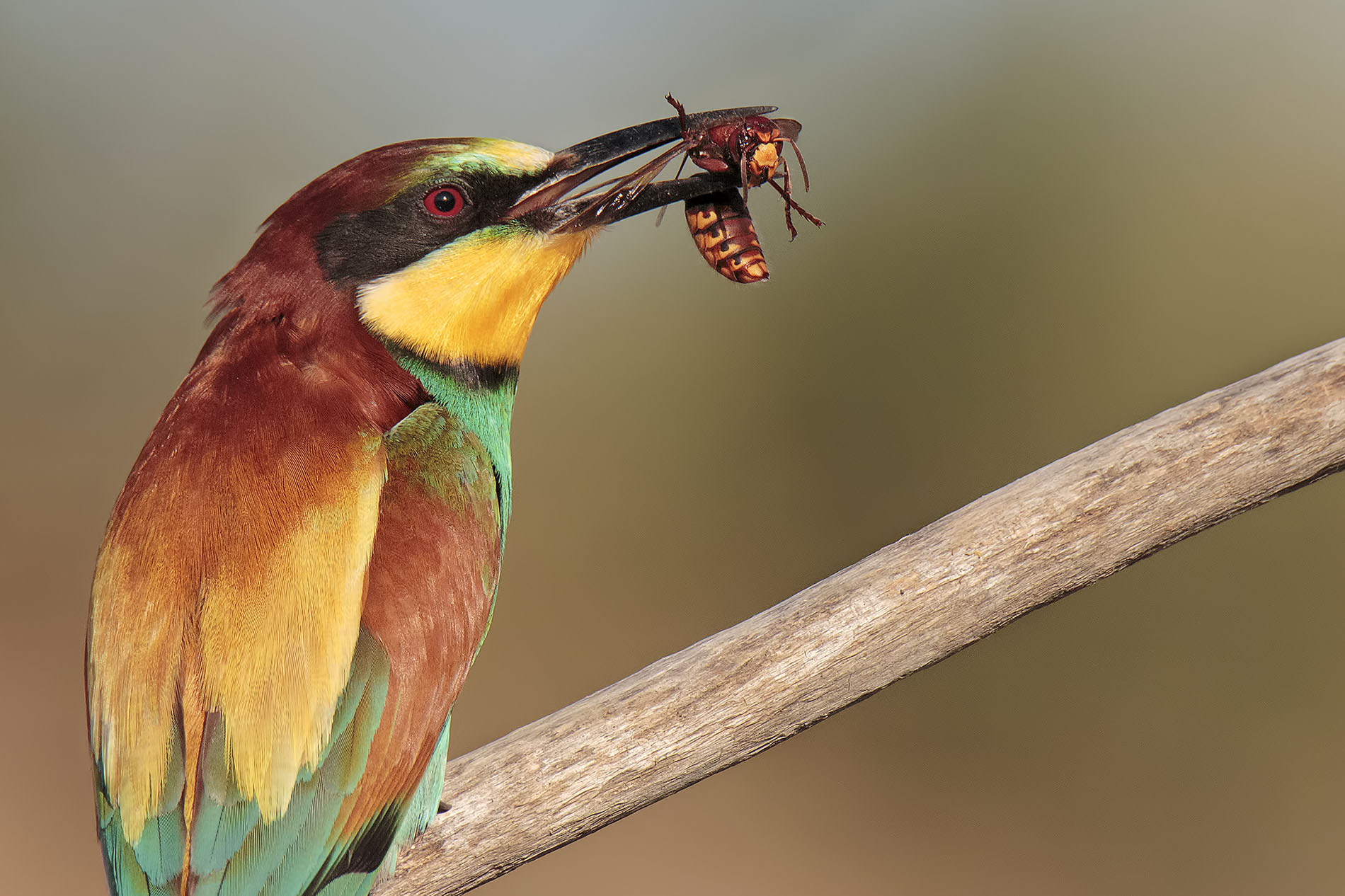In bocca al gruccione