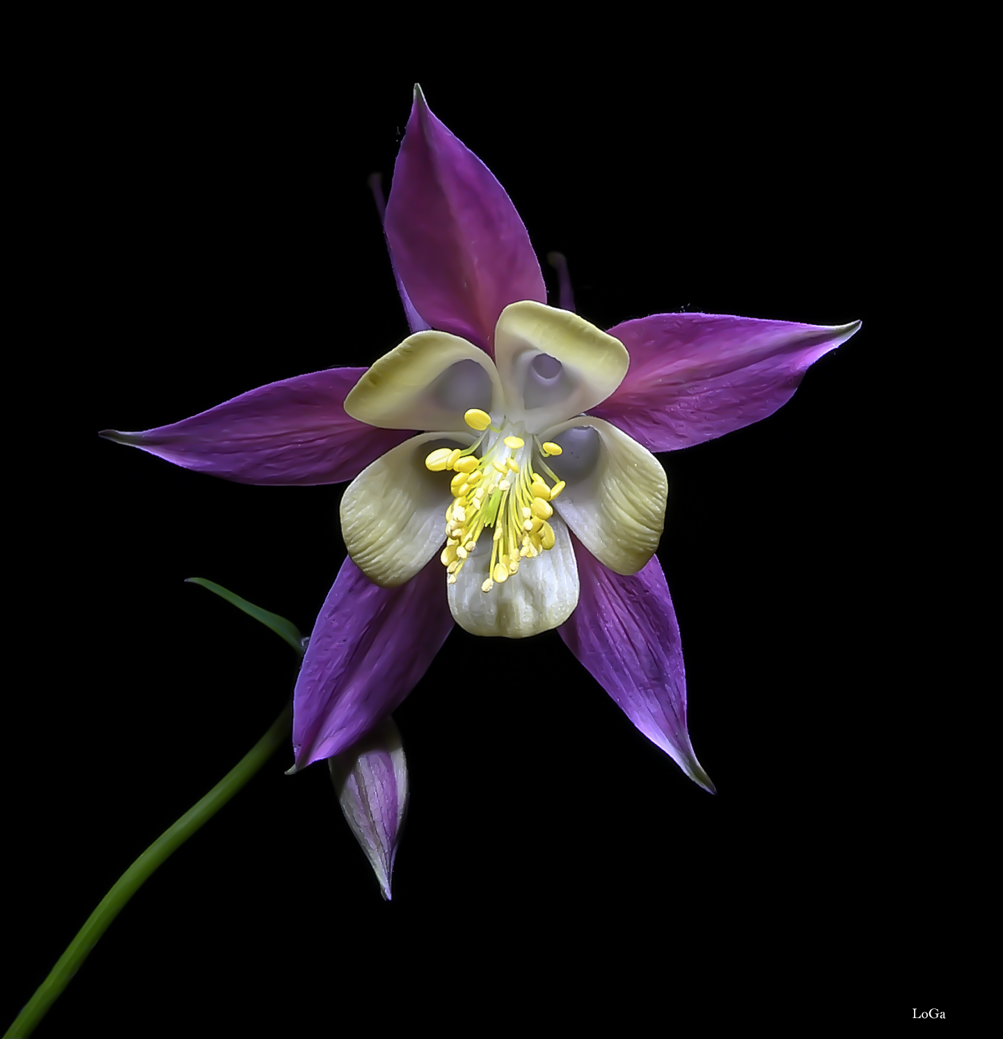 Aquilegia