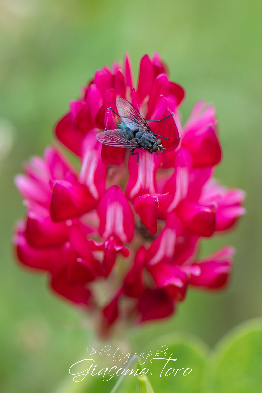 La mosca sul fiore della sulla