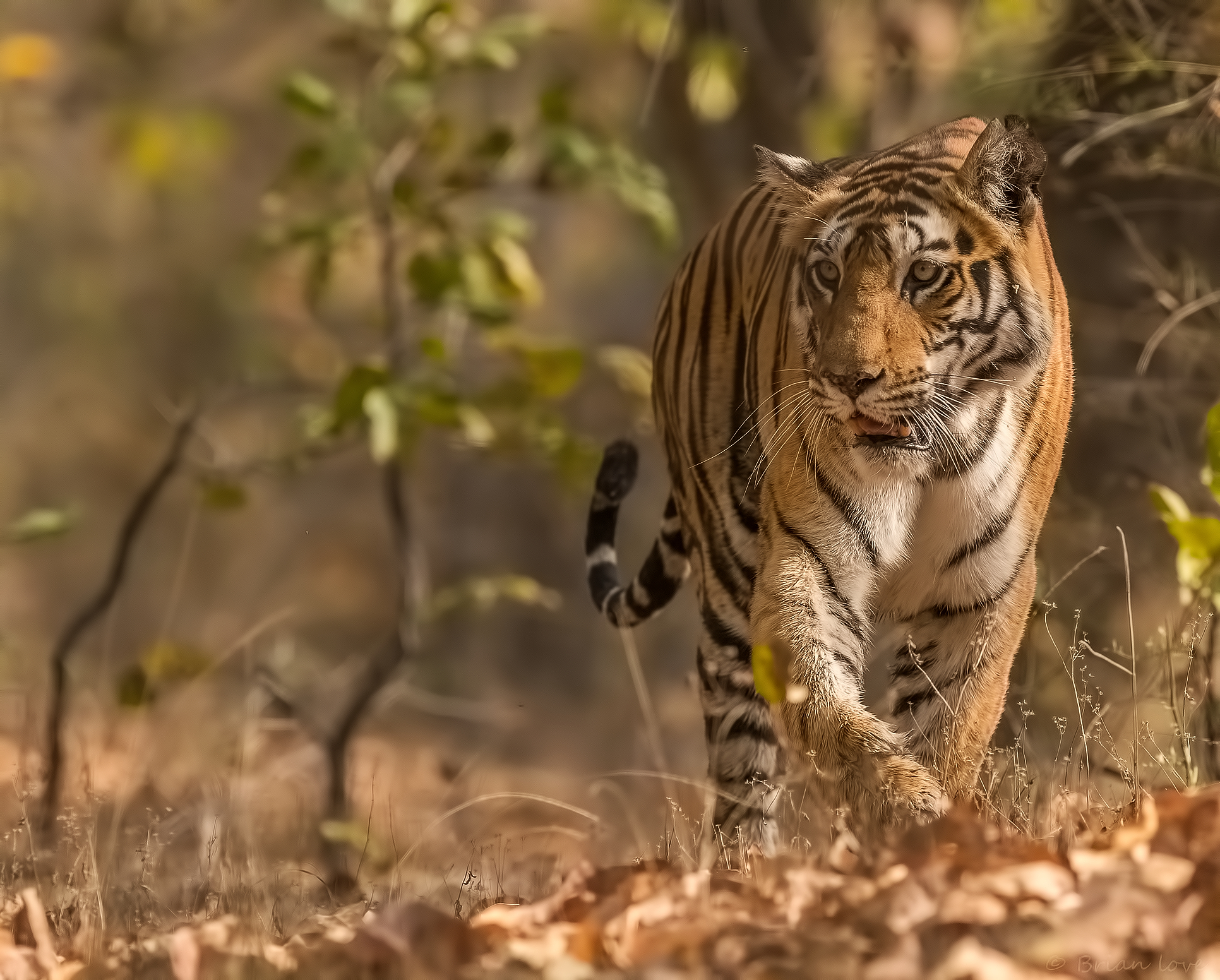 Forza un equilibrio!
