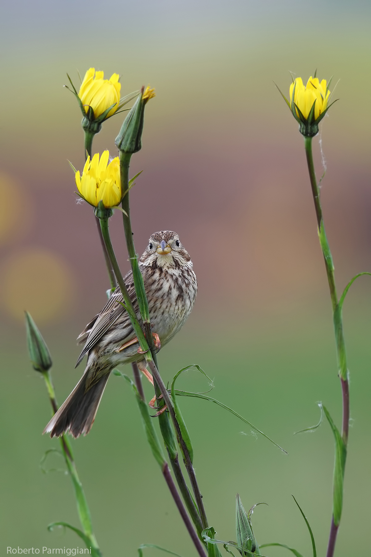 Composione primaverile