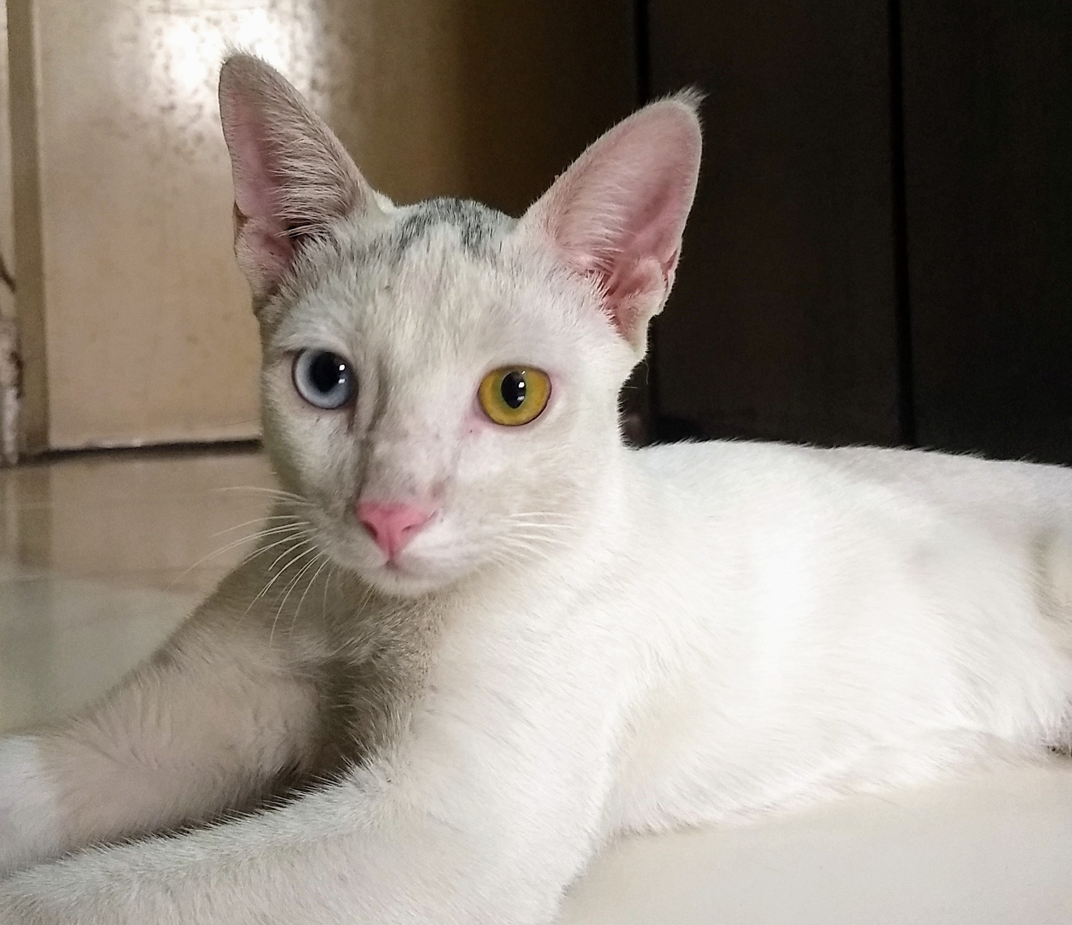 New arrival with Blue and Yellow eye.