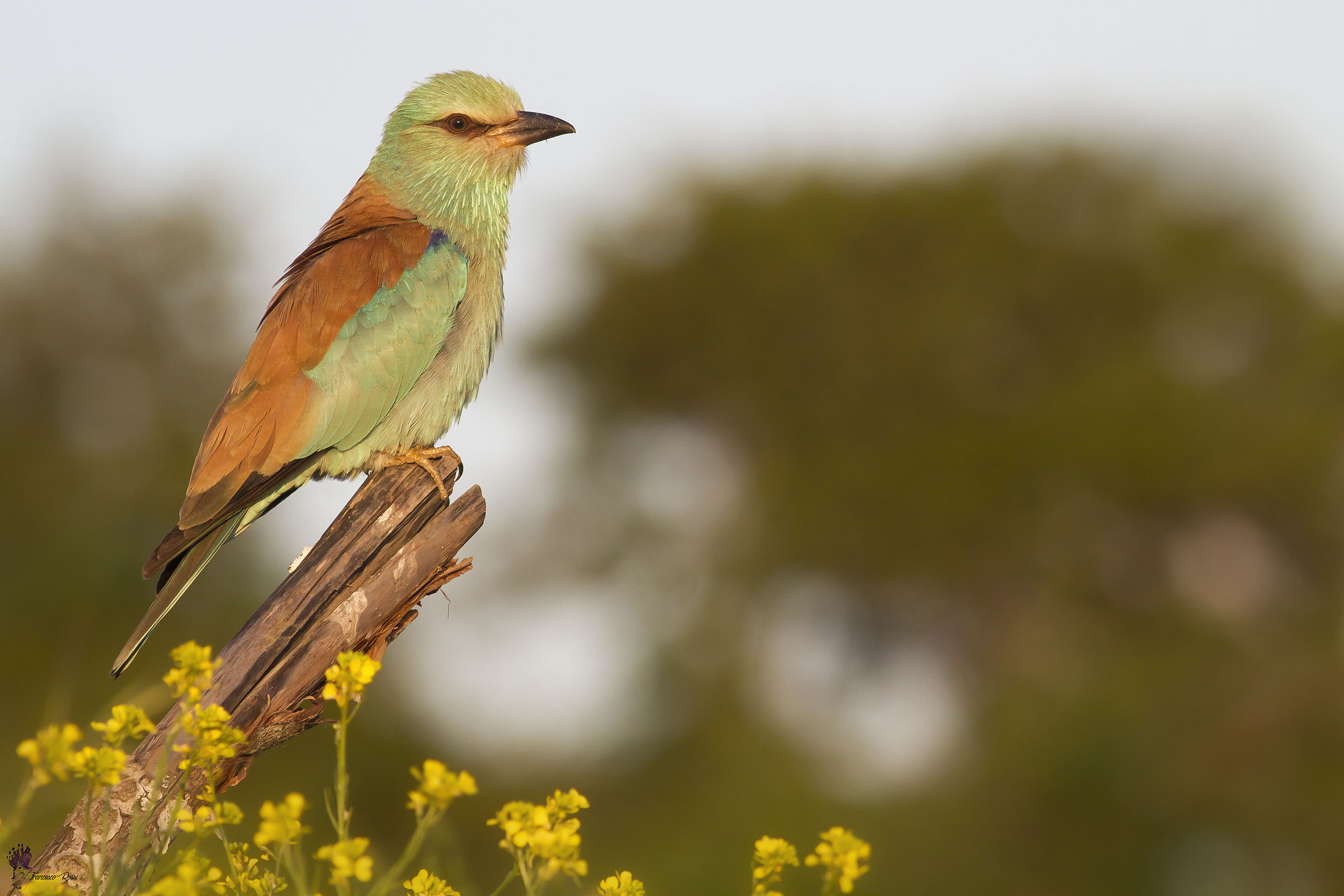 Marina Jay at the last lights