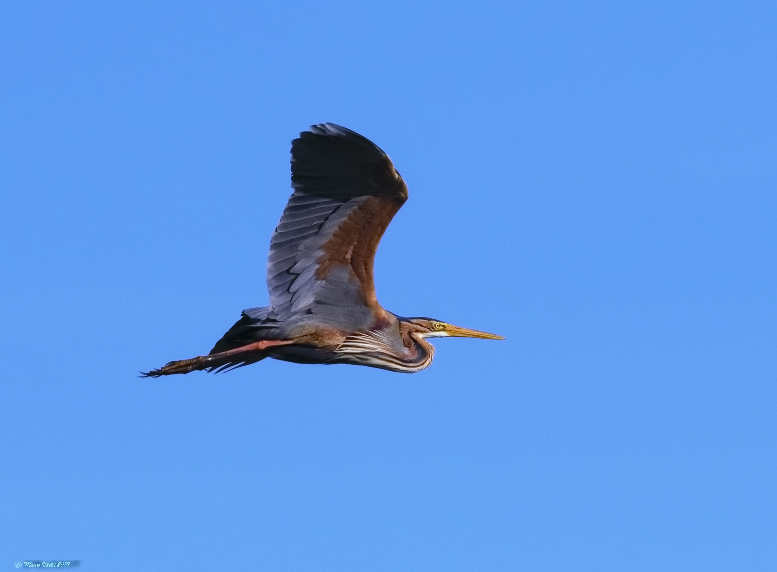 Red in the evening beautiful weather Hopefully (Ardea purpur...