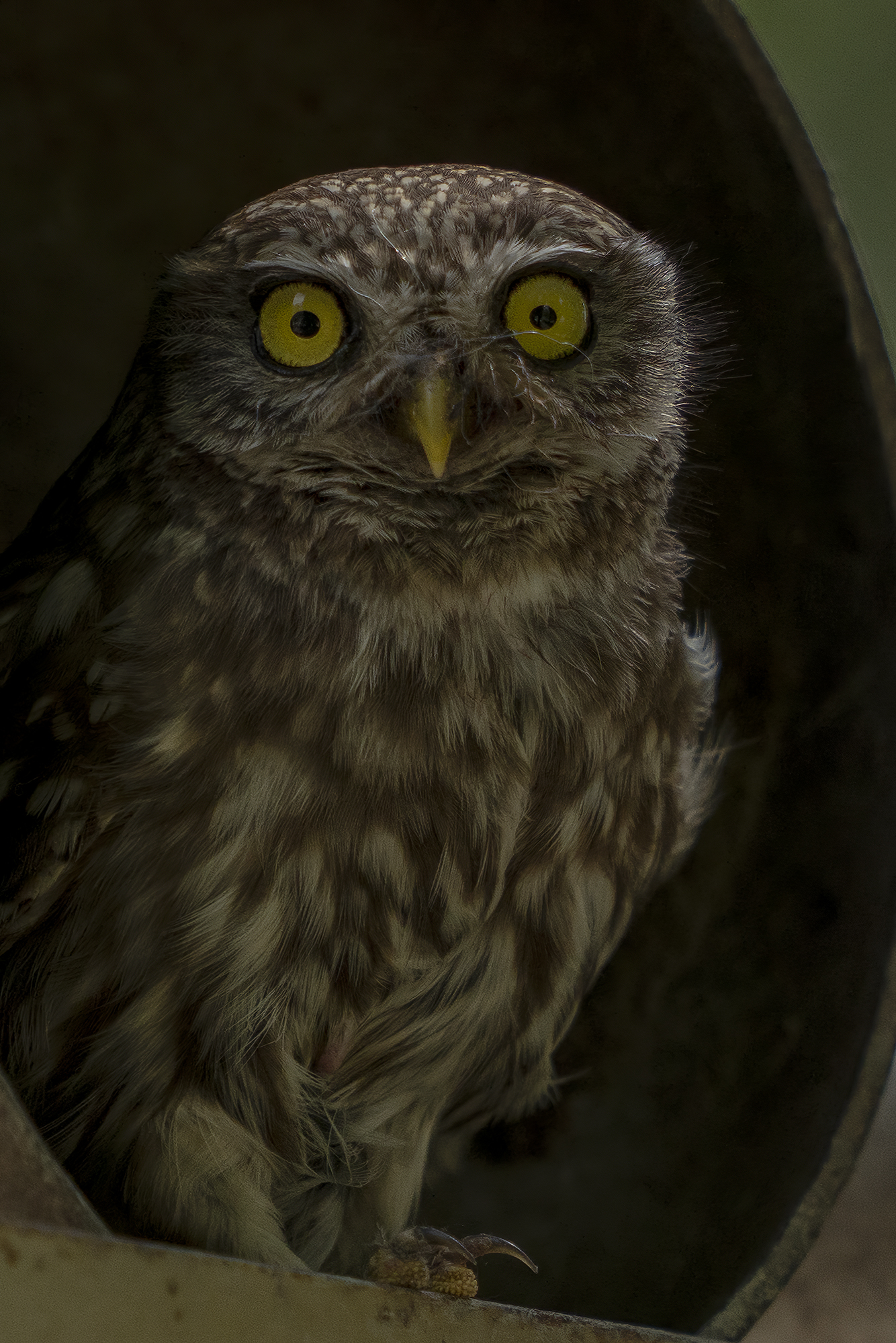 Owl Portrait The Little Owl (Athene noctua)