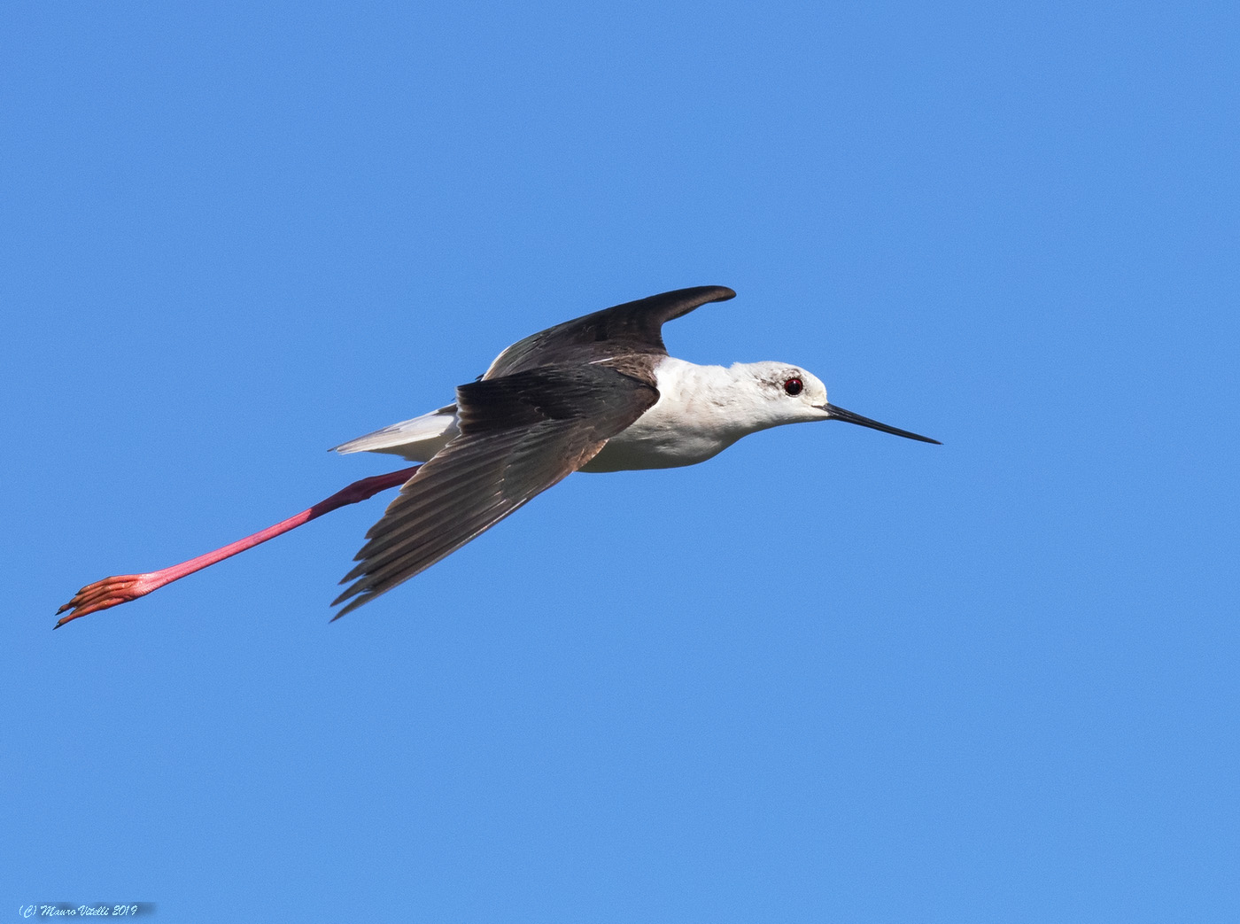 Knight in the Blue (Himantopus Himantopus)