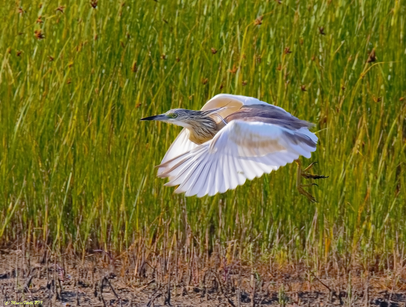 The flight of the Sgarza sprig