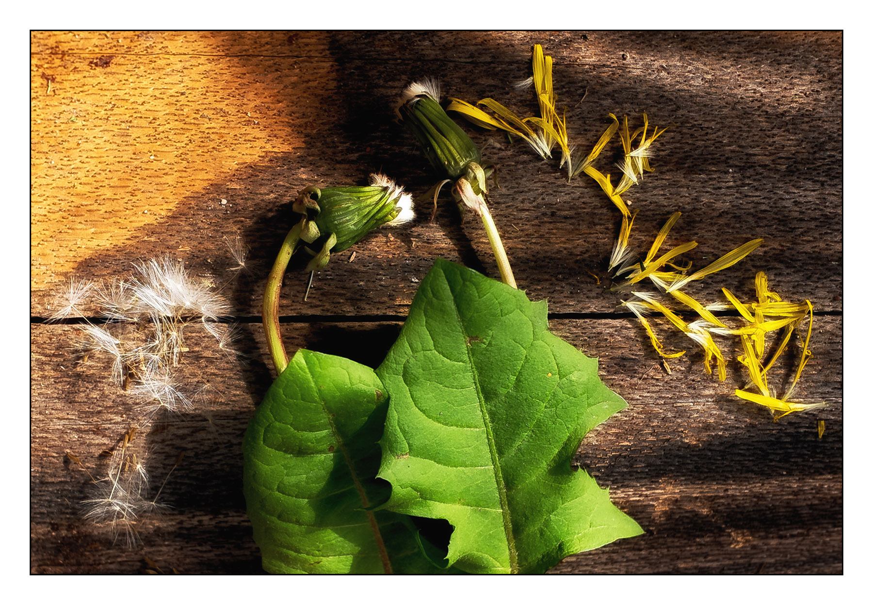 Domenica del dente di leone