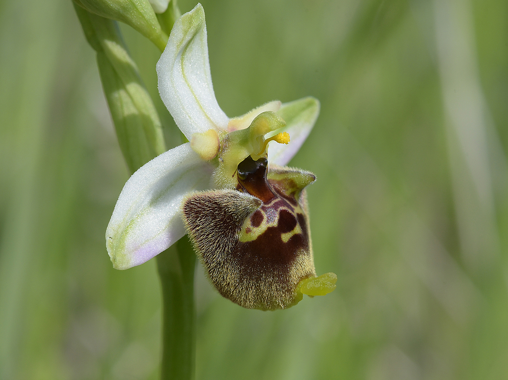 Ophrys fulciflora