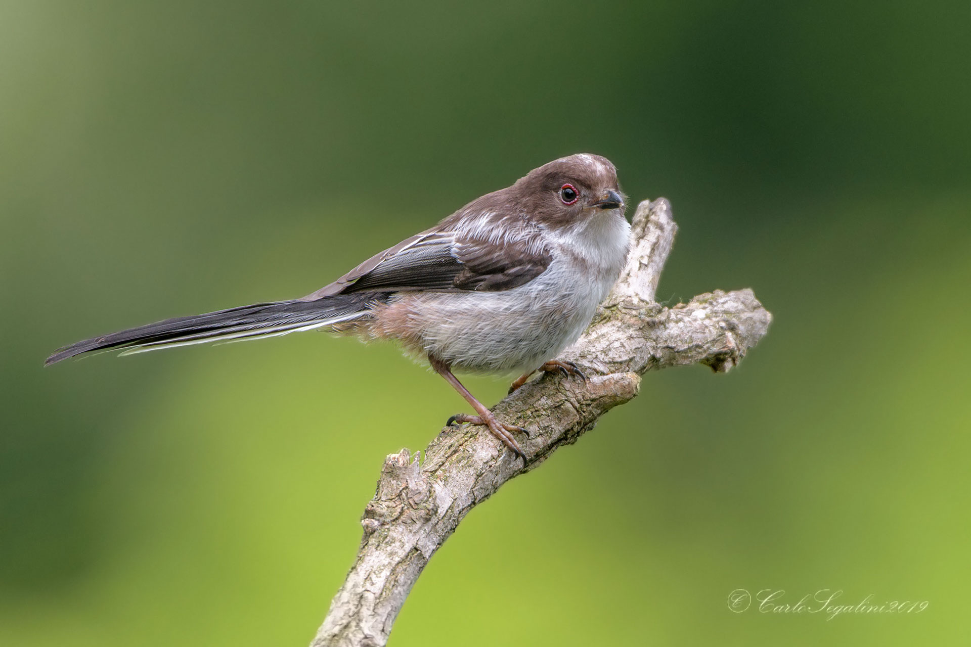 The young Codibugnolo