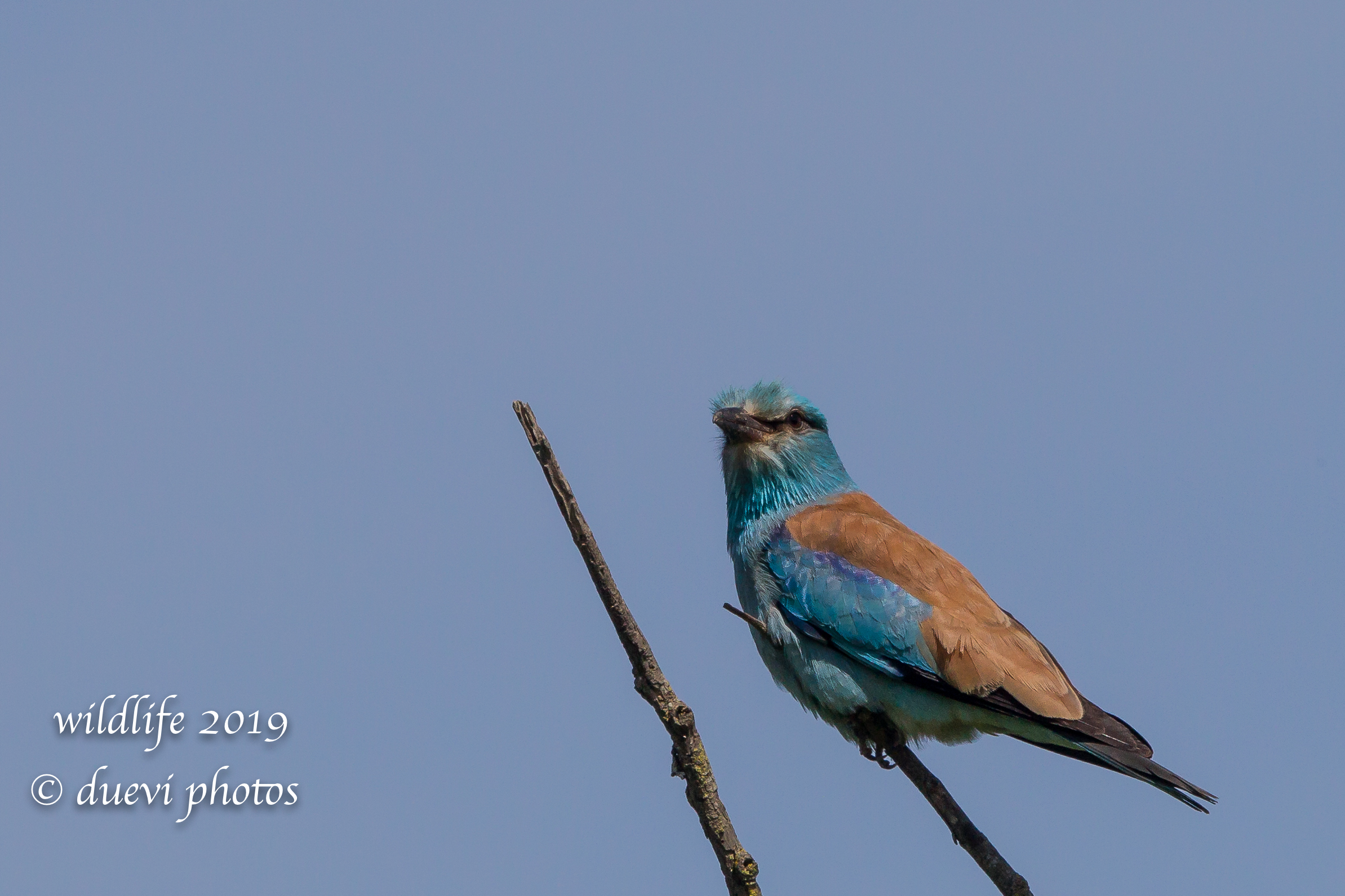 Coracias Garrulus (Navy Jay)