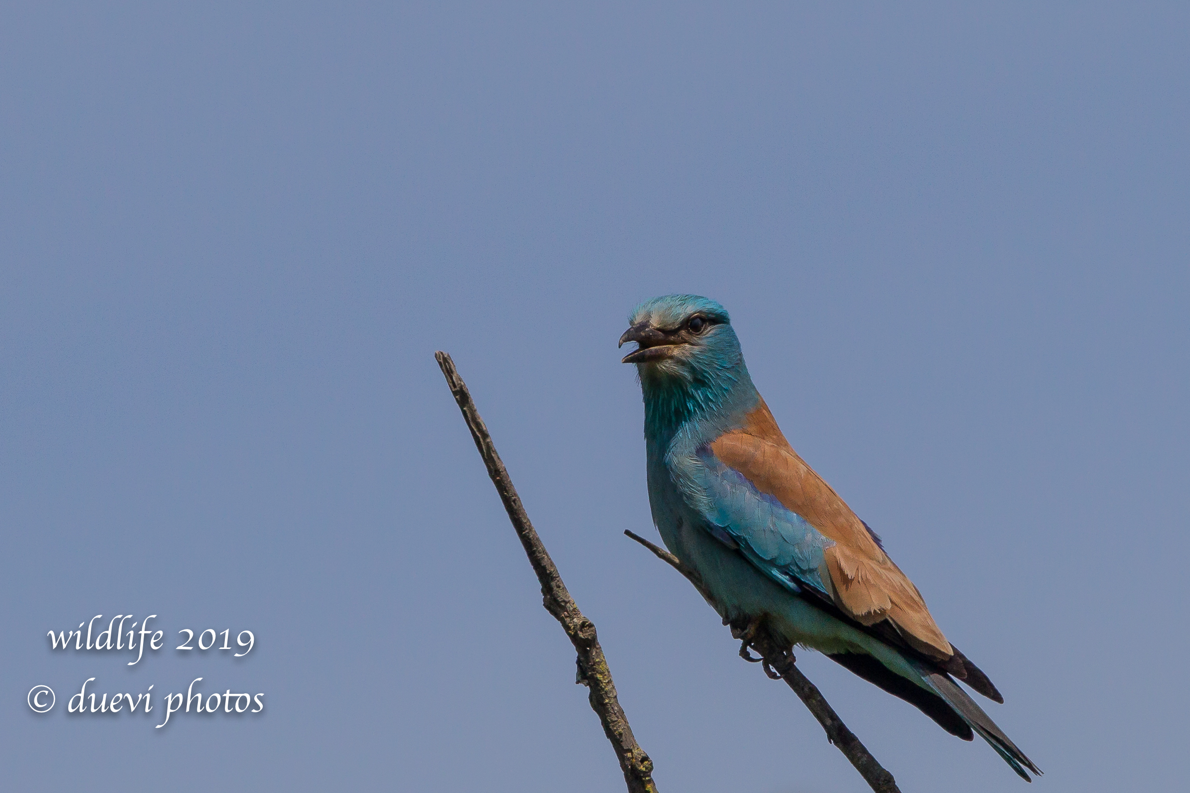 Coracias Garrulus (Navy Jay)