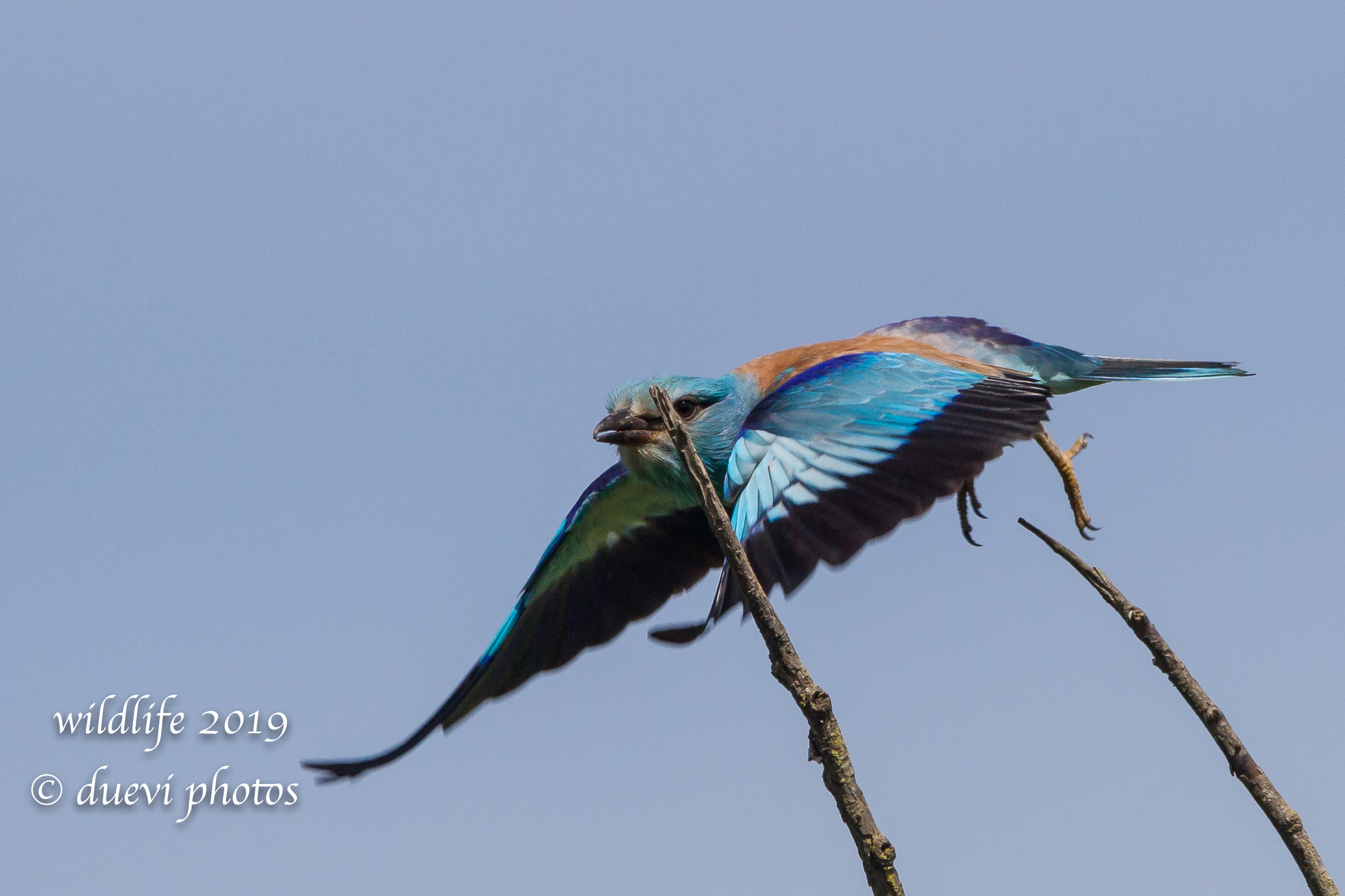 Coracias Garrulus (Navy Jay)