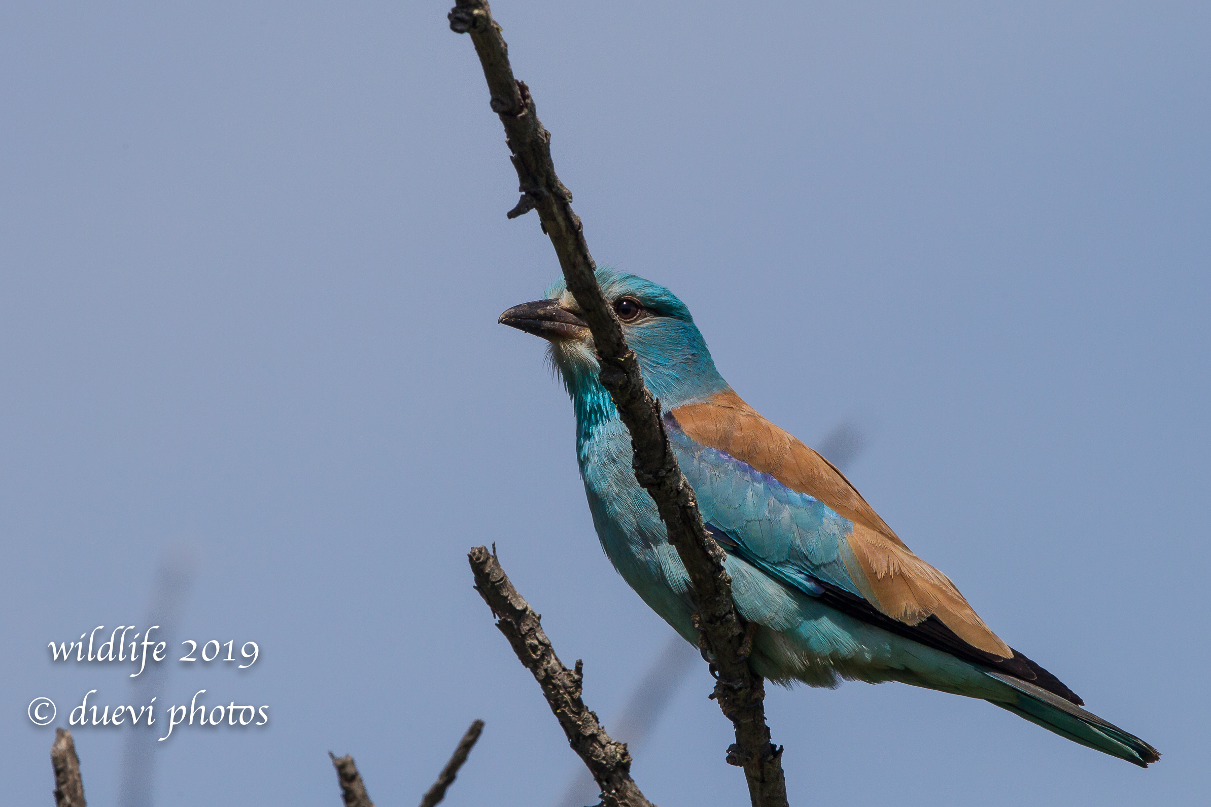 Coracias Garrulus (Navy Jay)