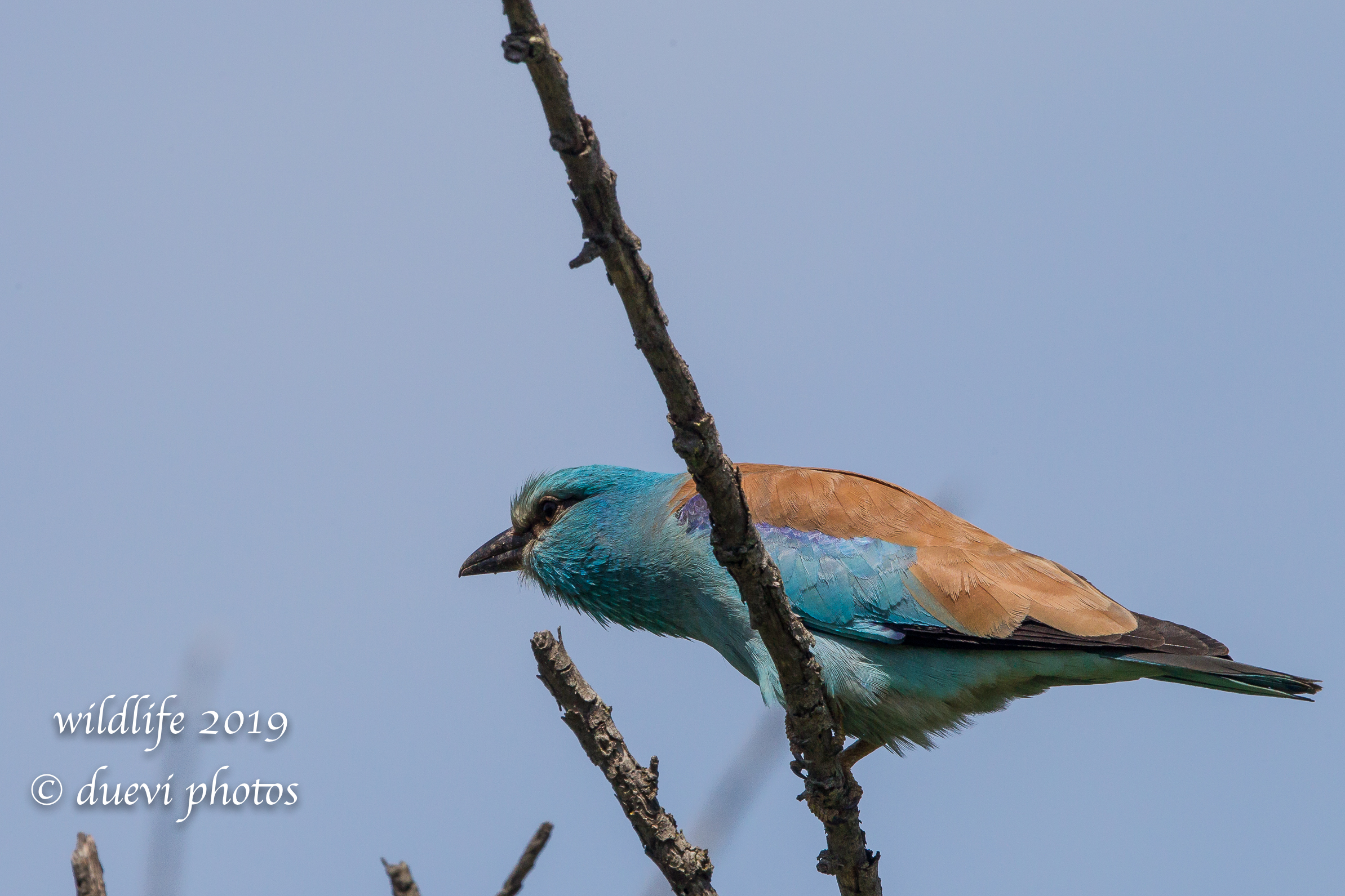Coracias Garrulus (Navy Jay)