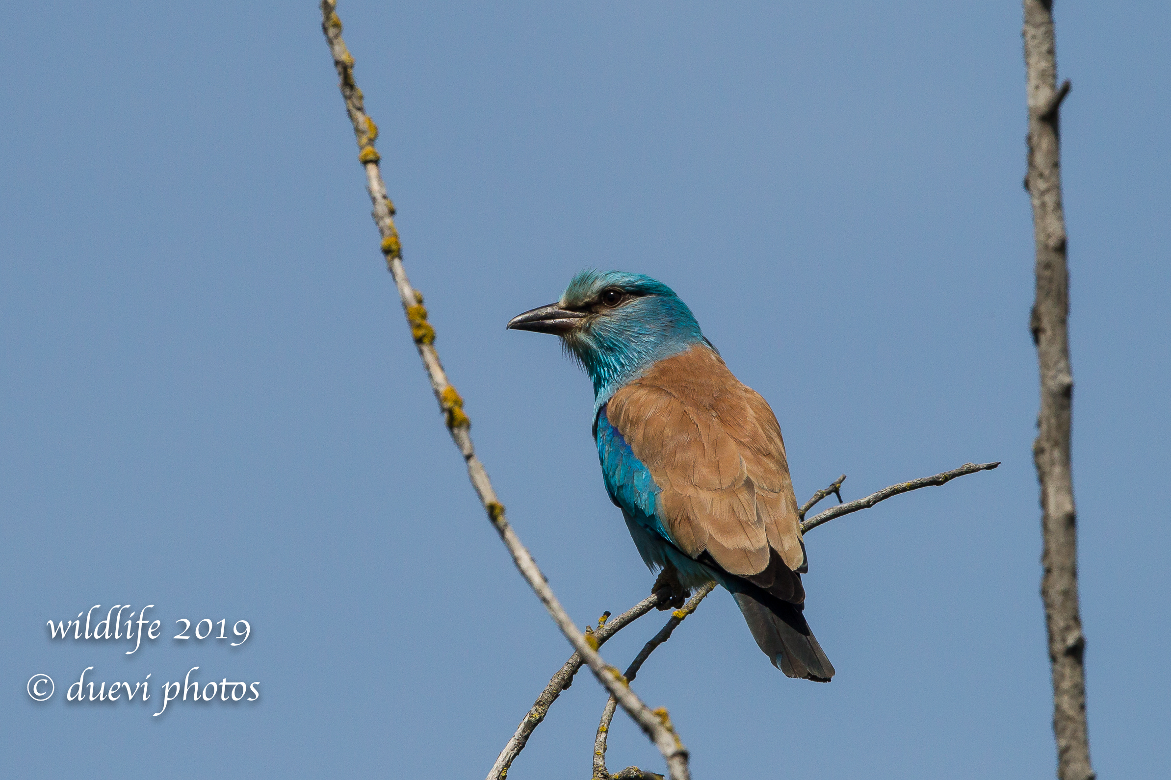 Coracias Garrulus (Navy Jay)
