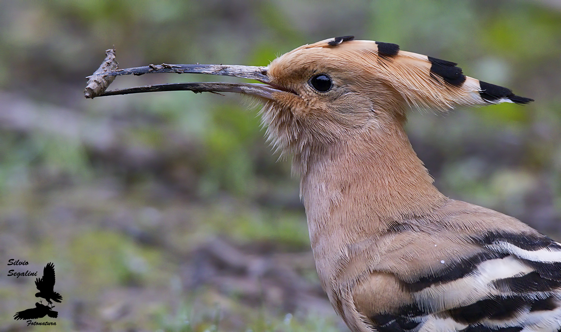 Hoopoe and Bacherozzo