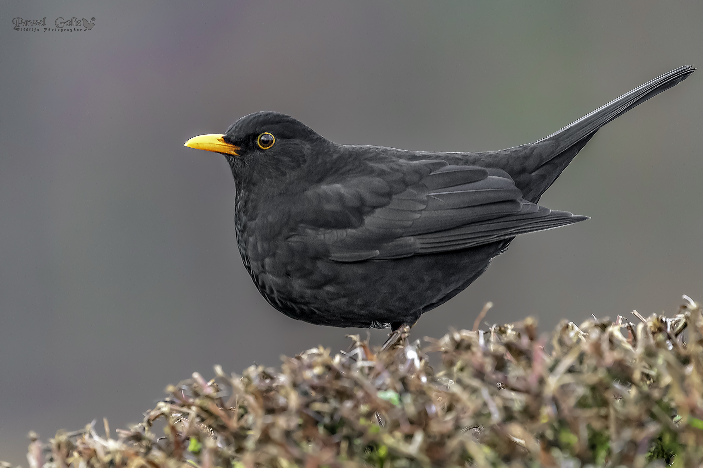 Blackbird comune (Turdus merula)