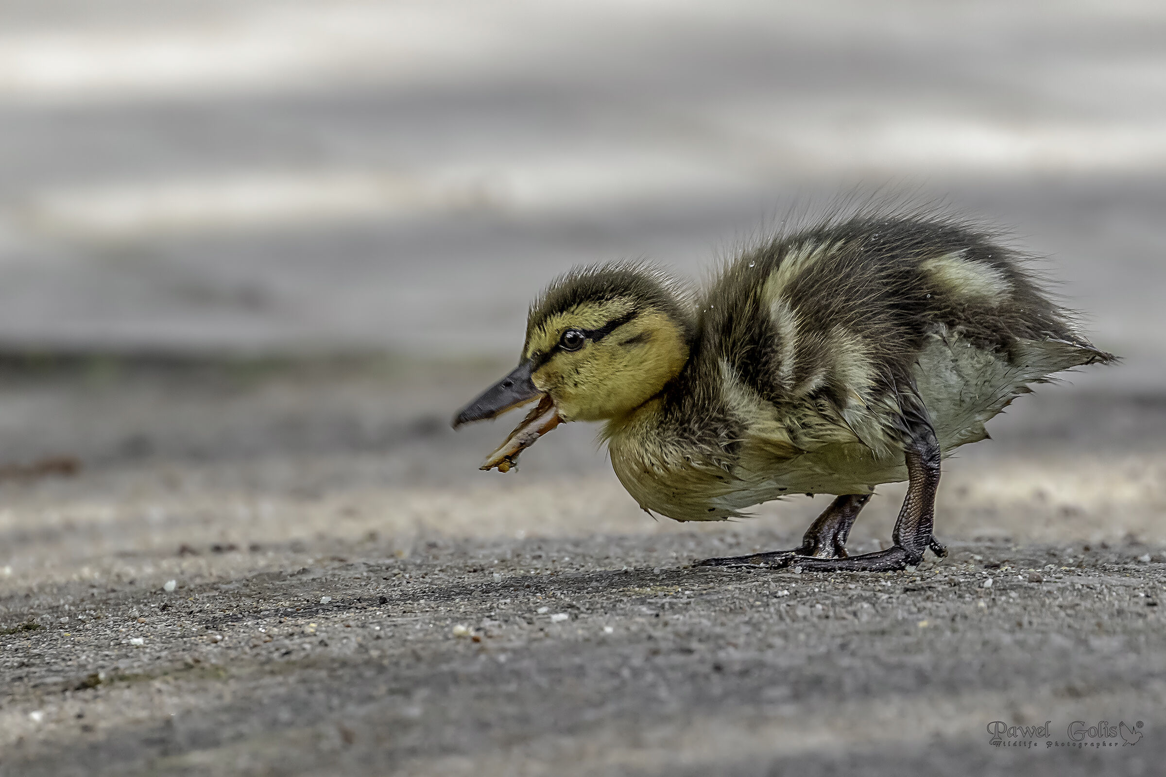 Primi passi (Anas platyrhynchos)