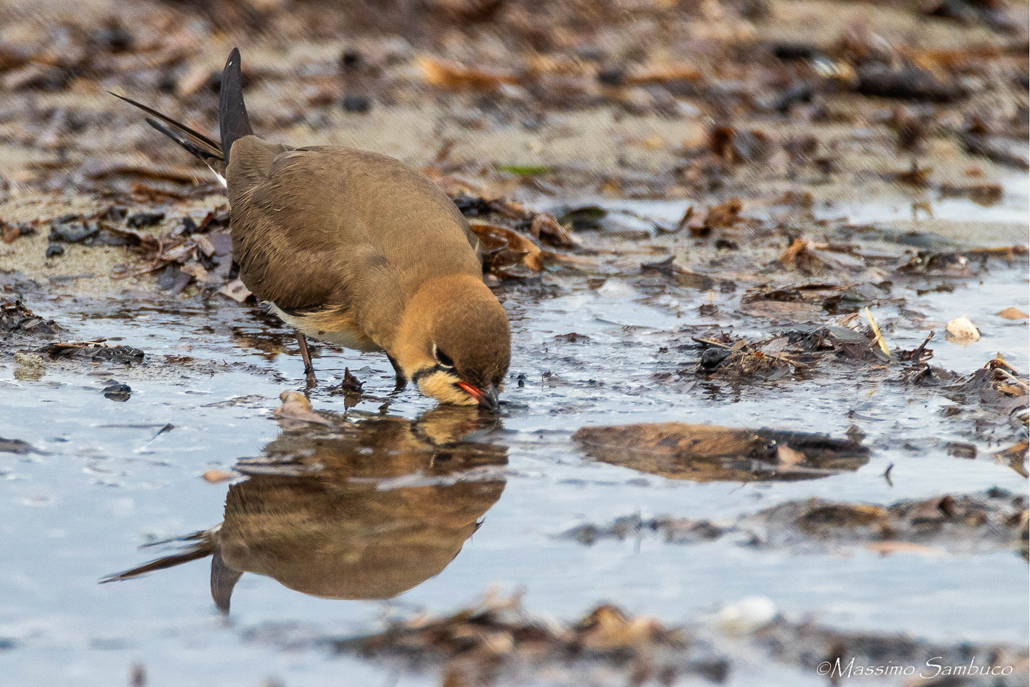 Partridge of the Sea