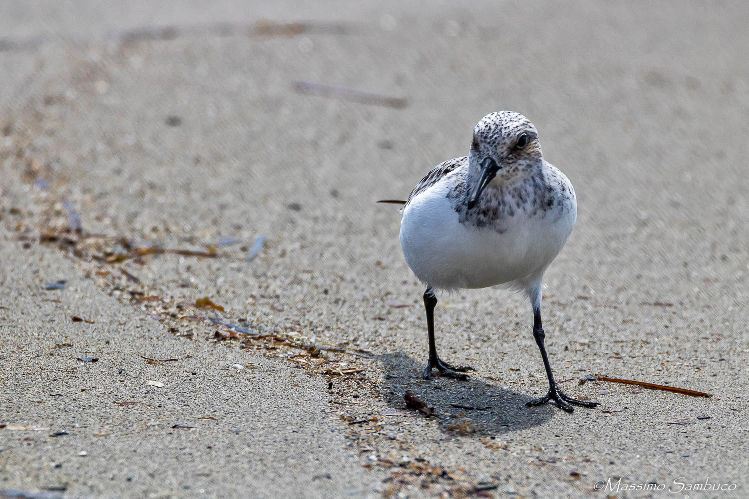 Piovanello tridattilo