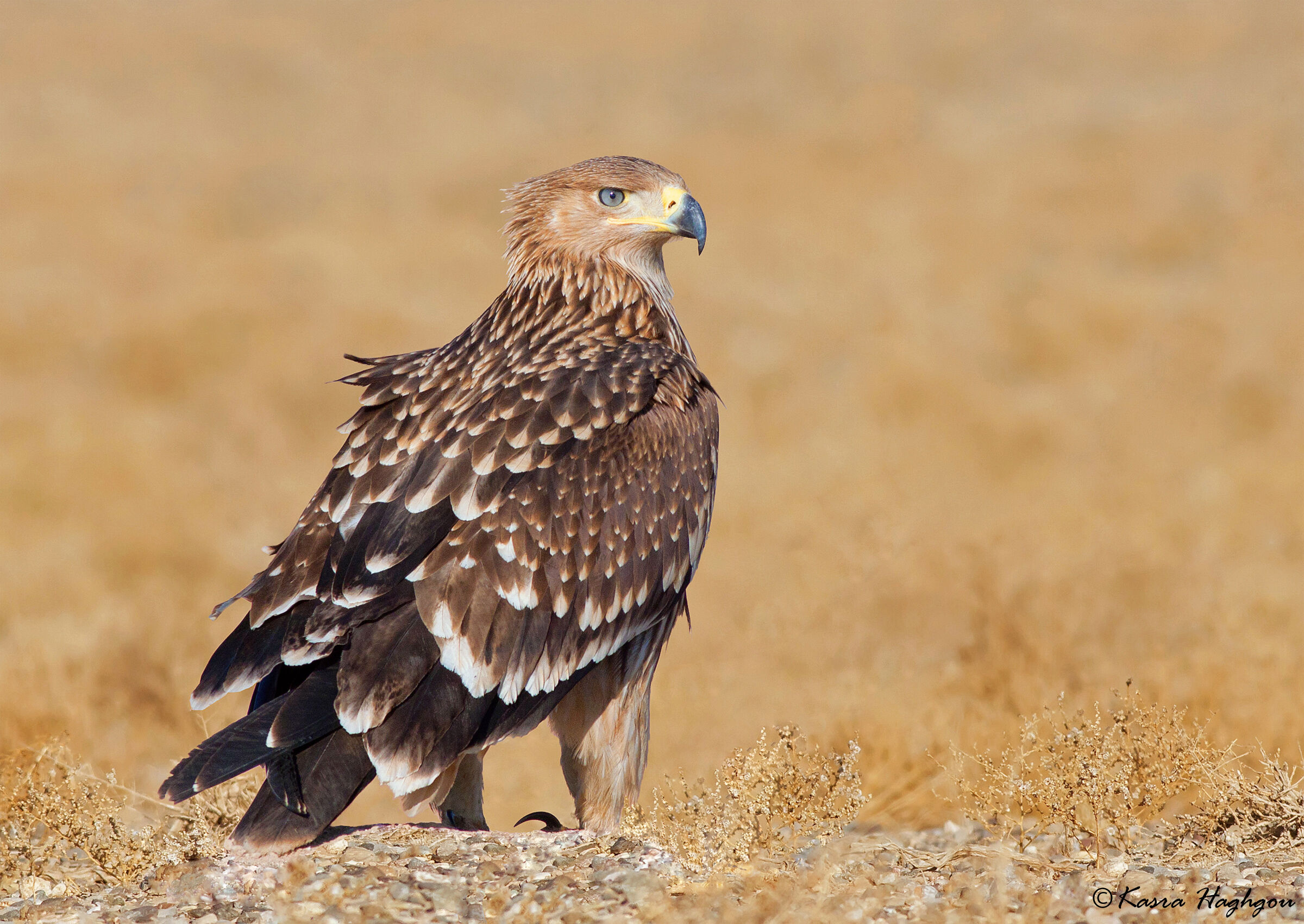 Aquila imperiale orientale