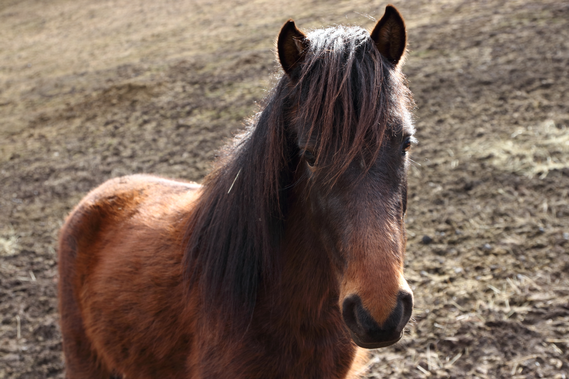 Valle d'Intelvi (Co), cavallo all'Agriturismo le Rad...