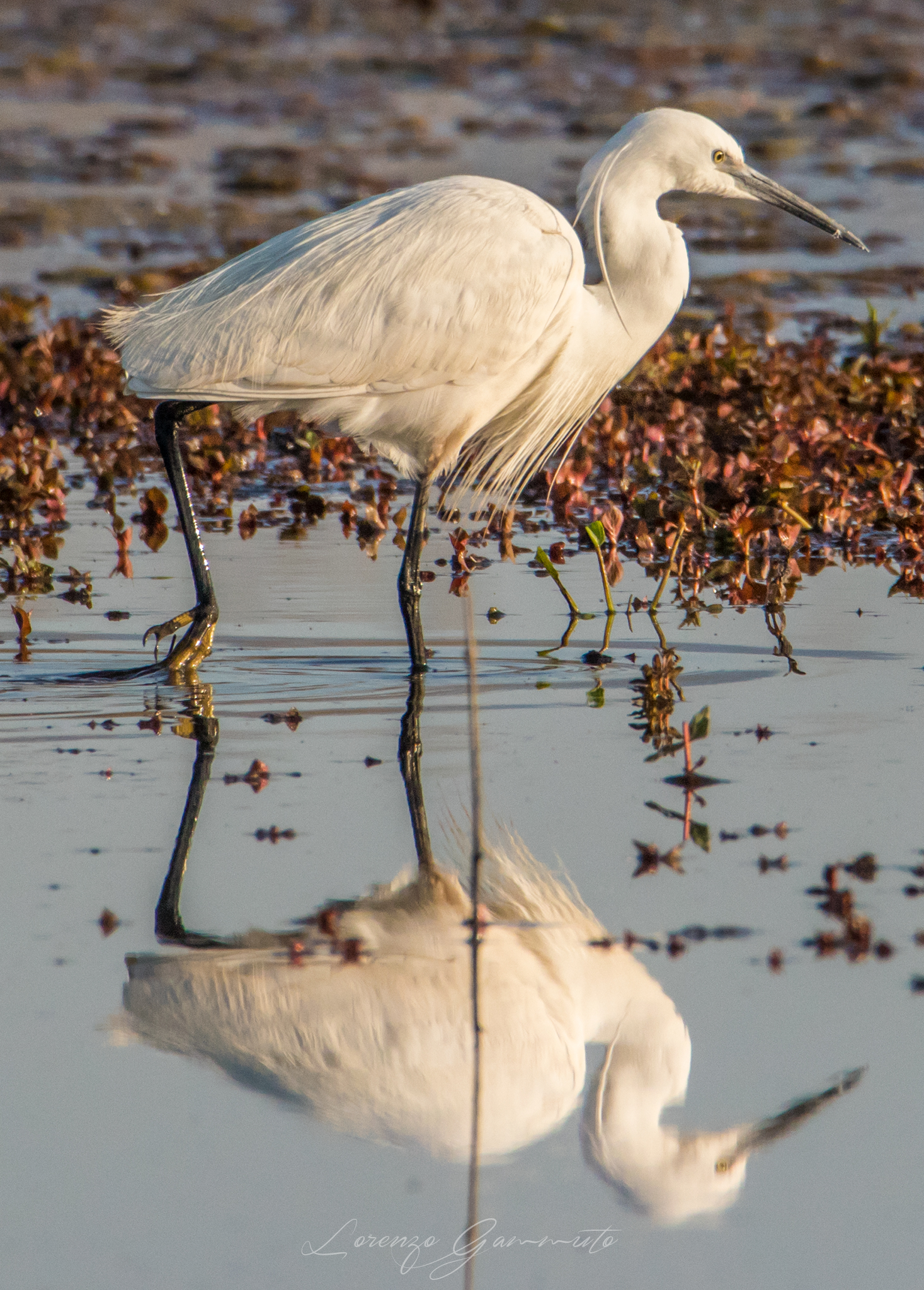 Egretta Egret in the mirror