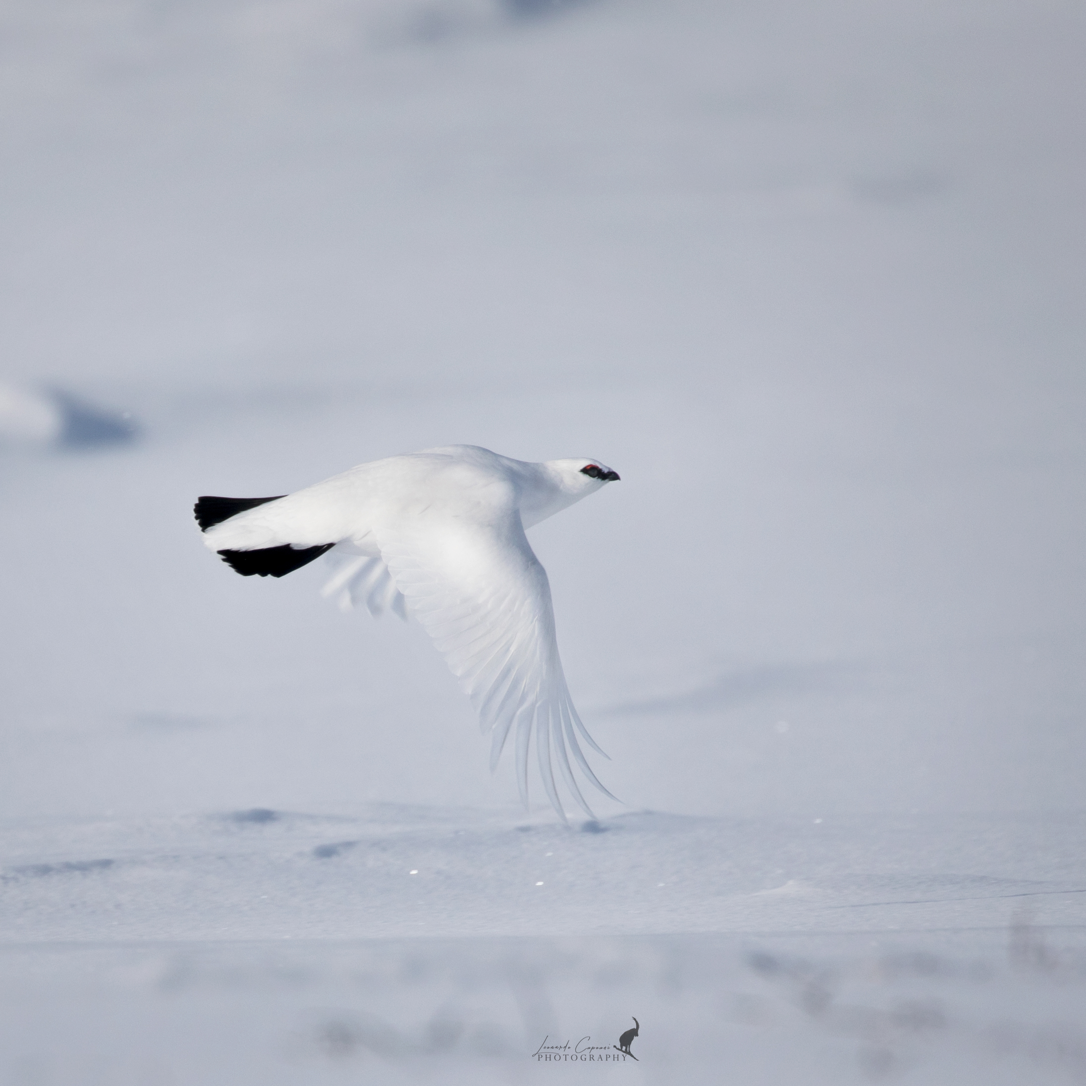 The life in the white desert