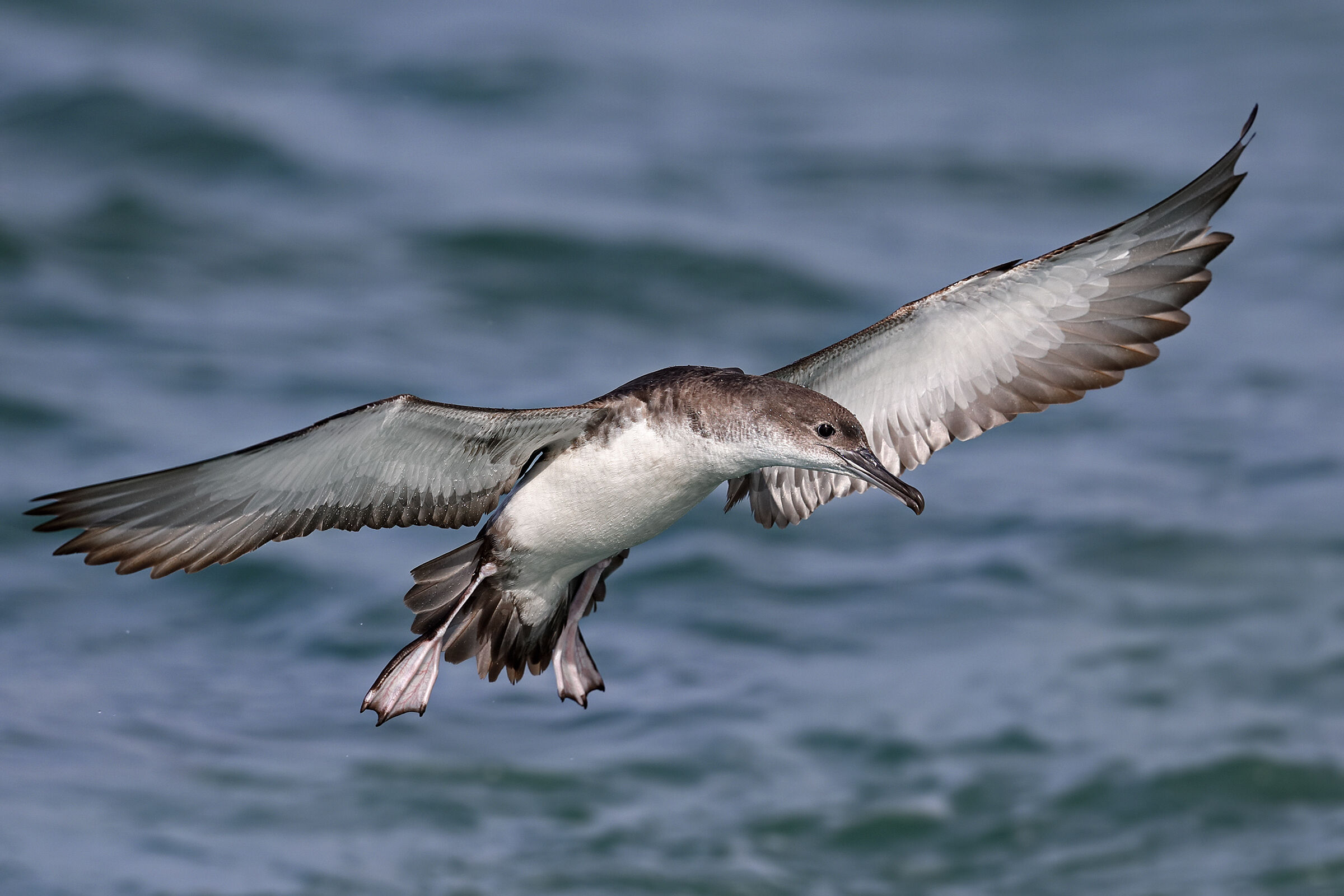 Lesser Shearwater