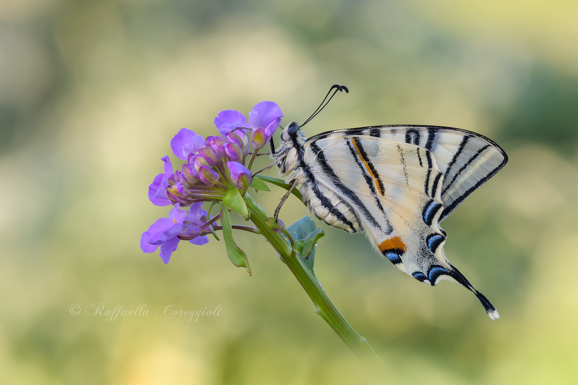 Iphiclides Podalirius