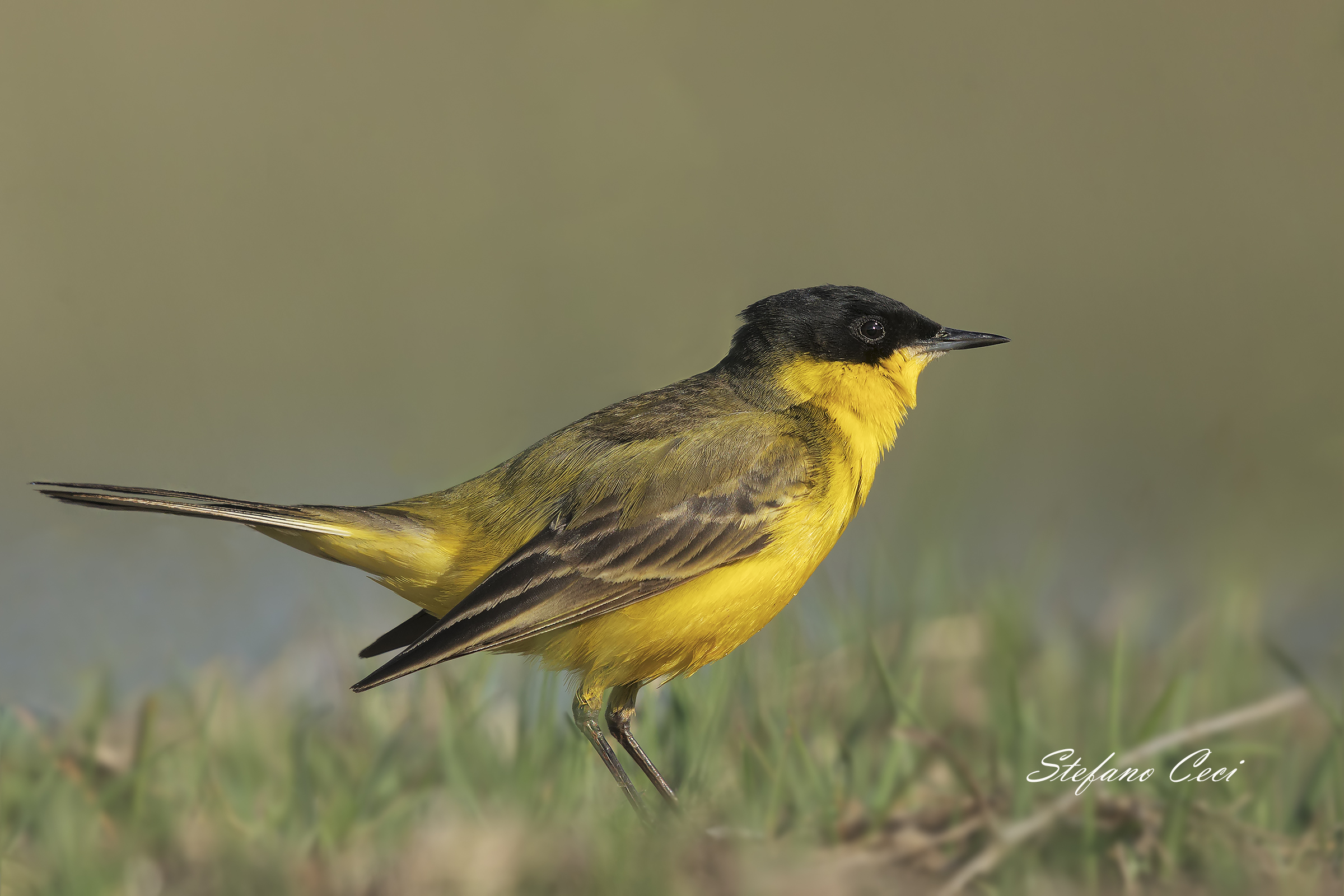 Cutrettola (Mottacilla Flava Feldegg)