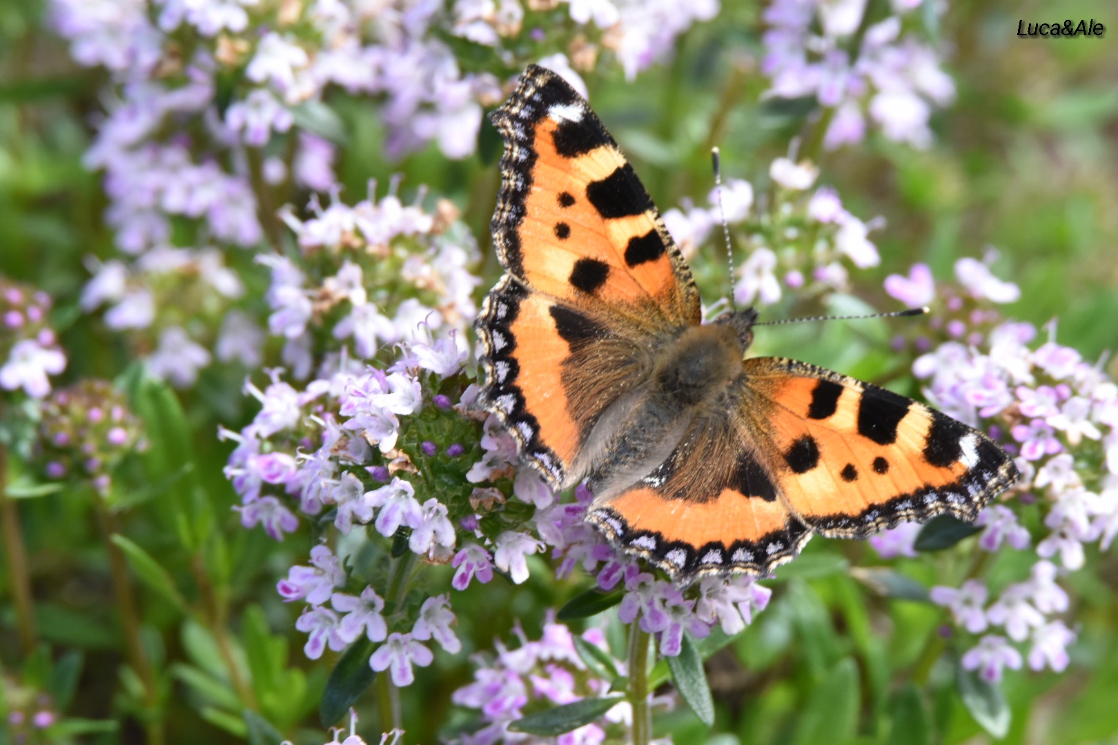 Butterfly on Flower