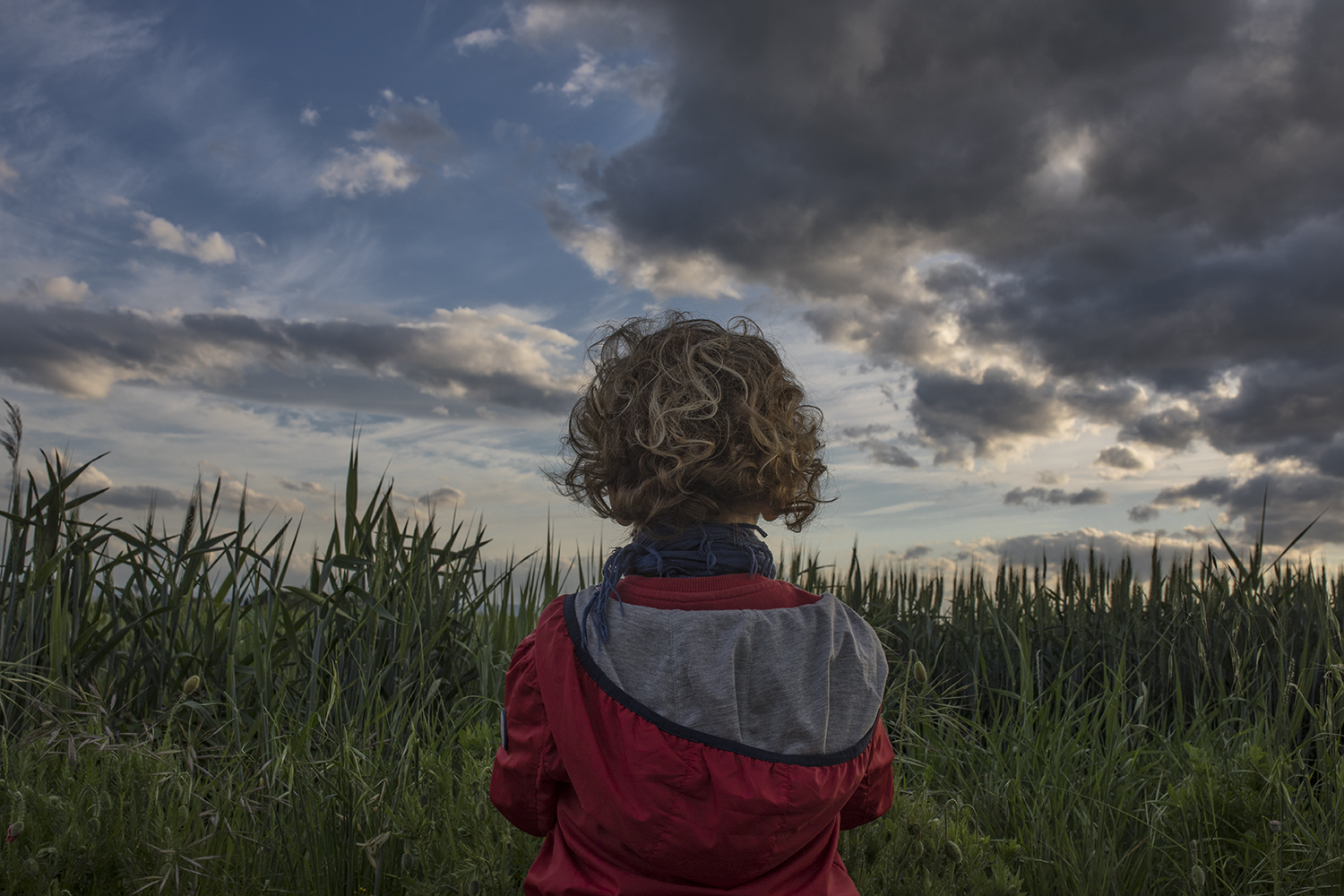 When the grain is young