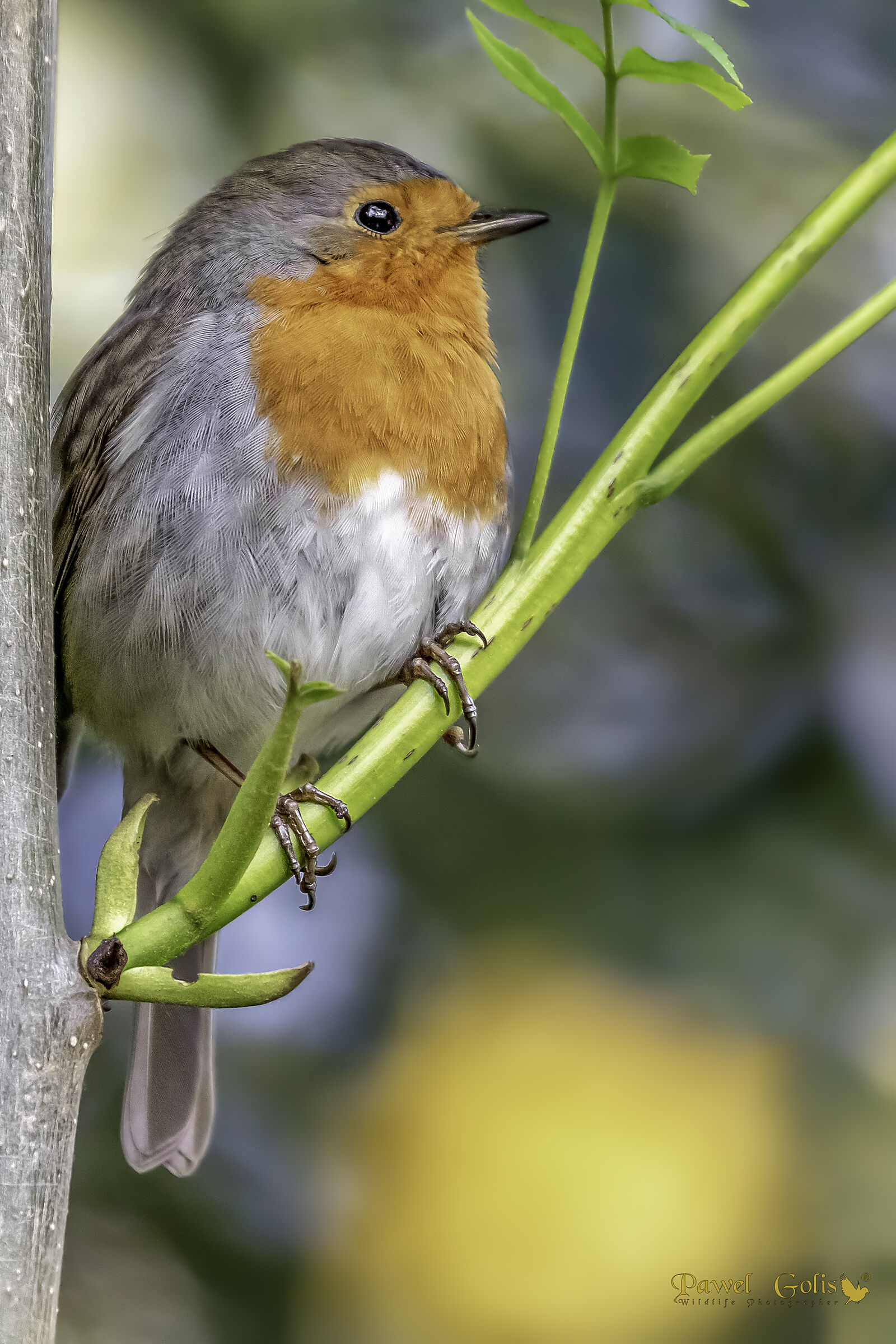 Pettirosso europeo (Erithacus rubecula)