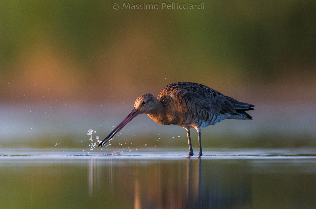 Pittima reale cattura pesciolino