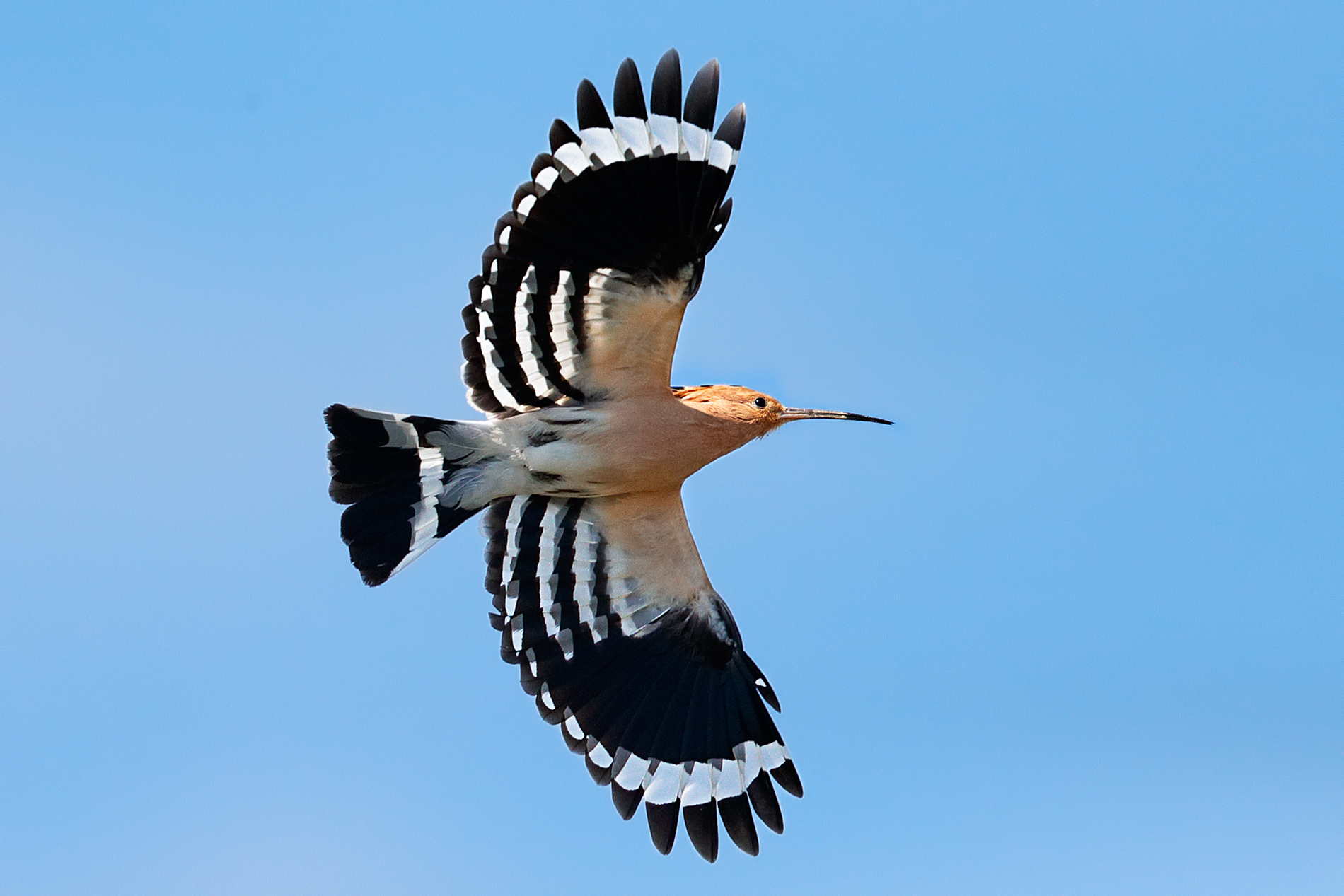 Fiore di maggio - Upupa in volo