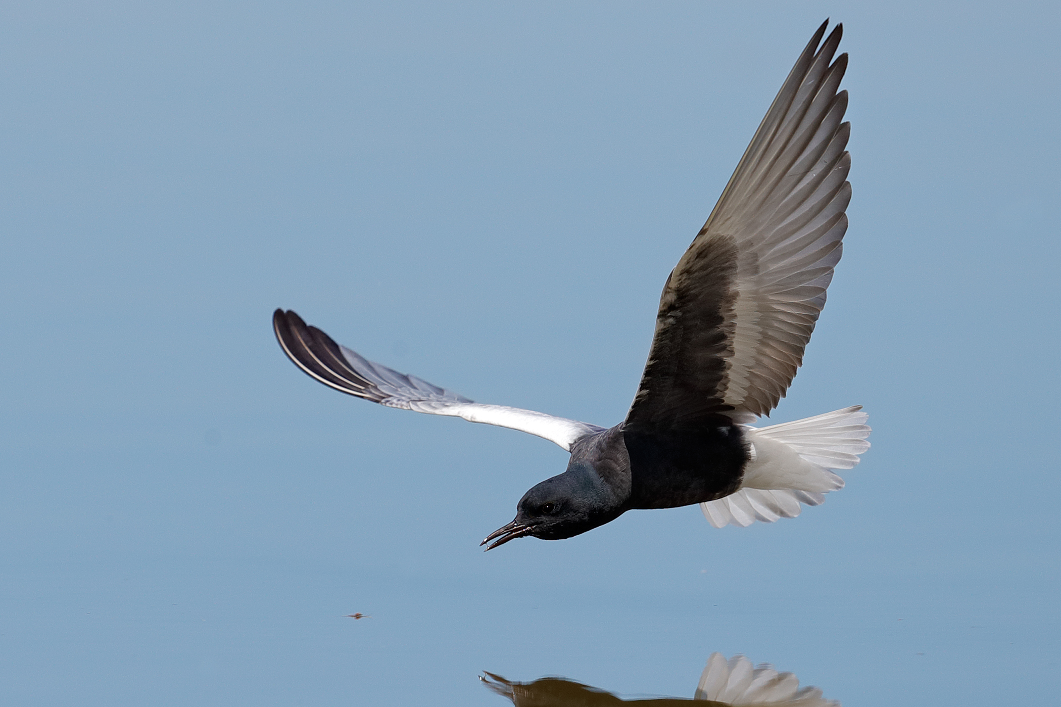 Il pranzo del mignattino alibianche