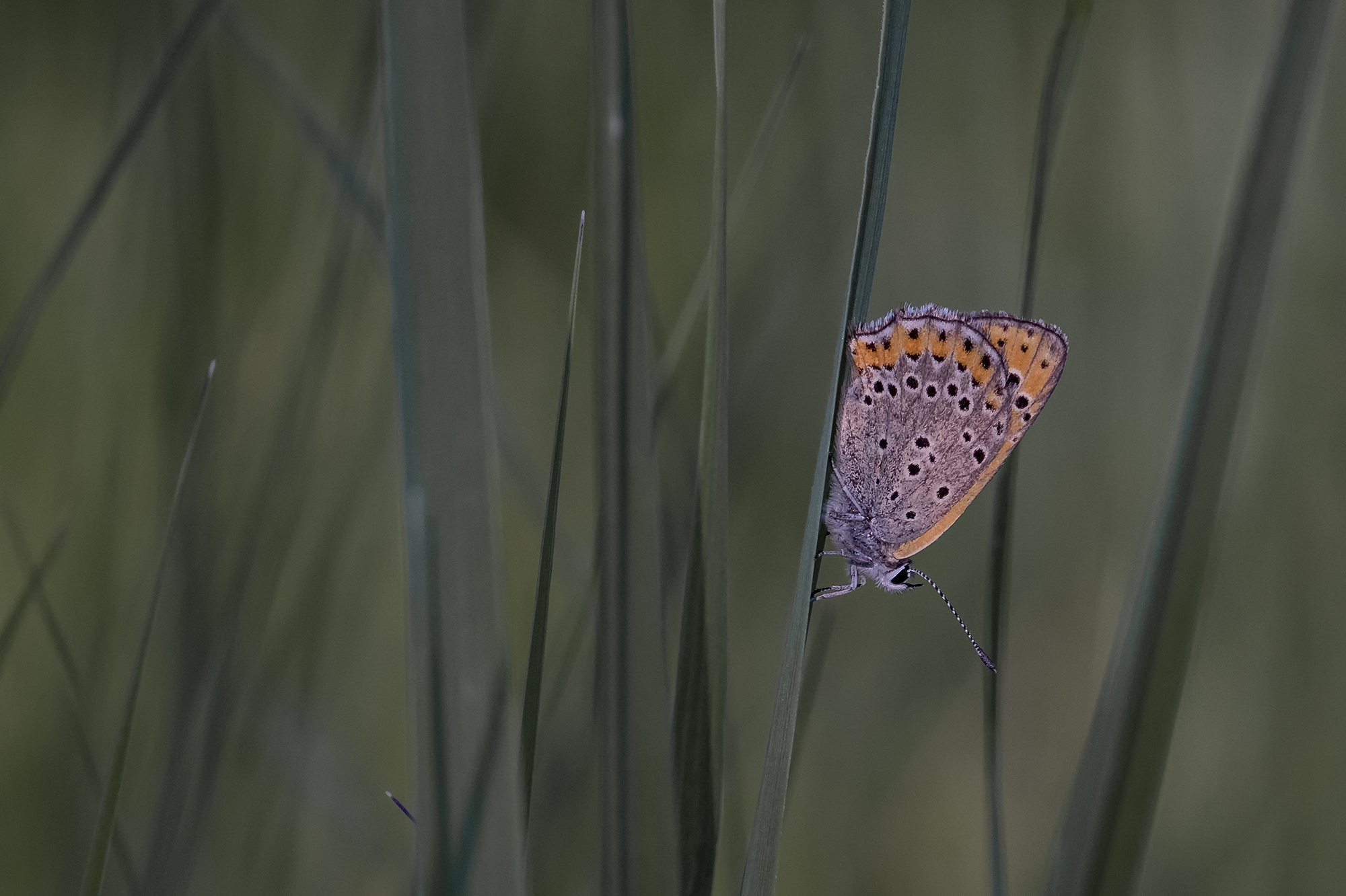 Lycaena thersamon