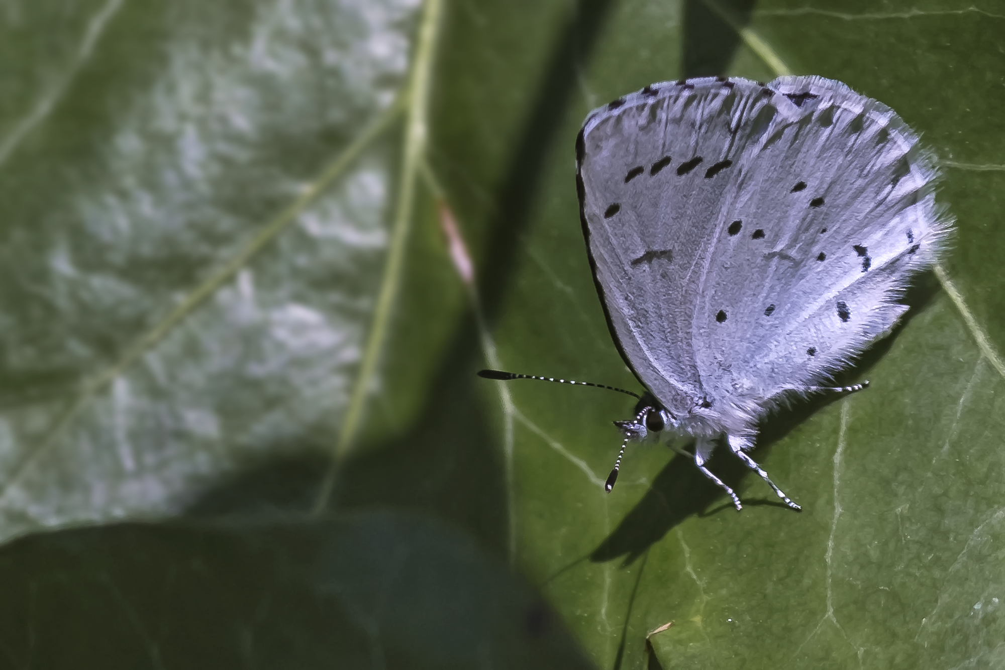 Celastrina argiolus