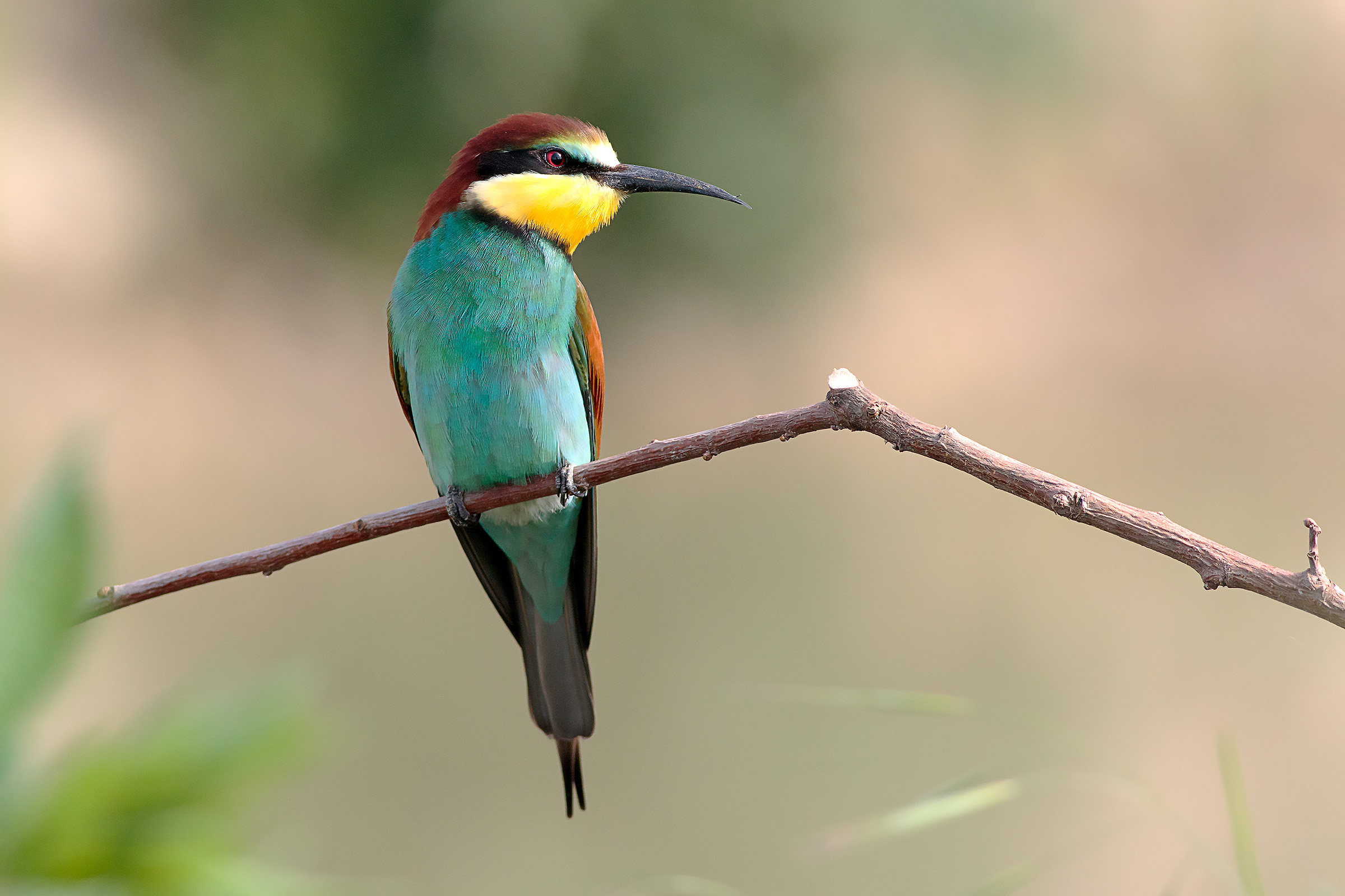 Bee-eater
